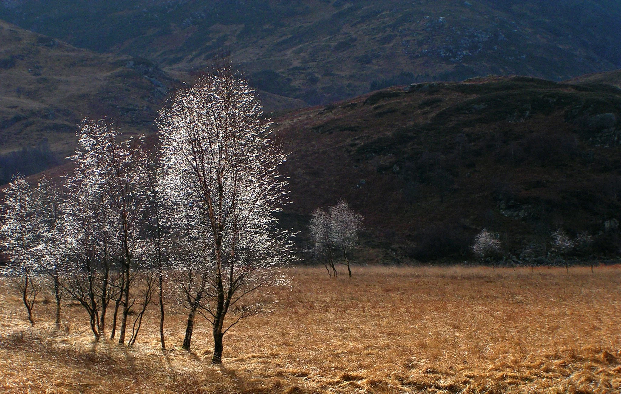 Loch Leven siver trees 1a NC.jpg