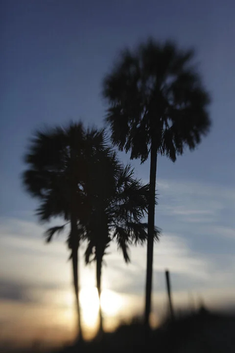 palm at night.jpg