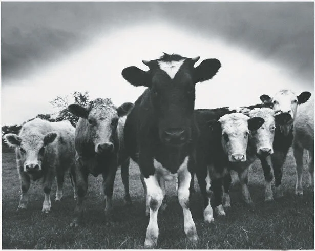 Cows.jpg