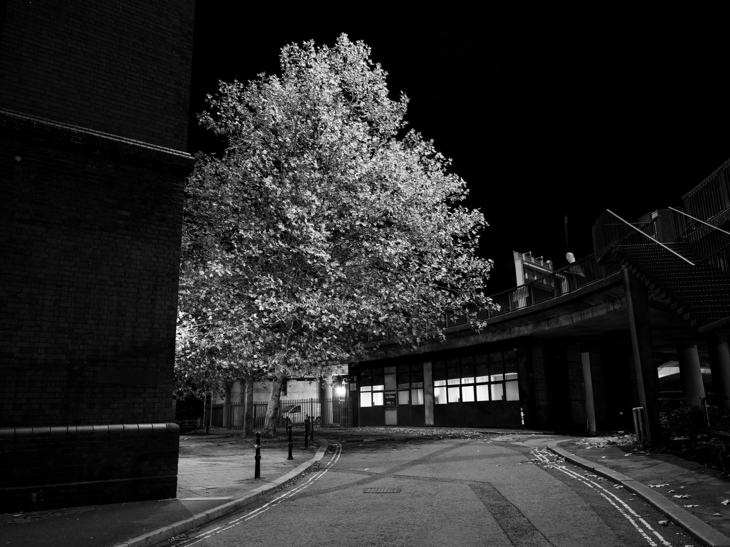 Well Lit Tree | Cumberland Basin | 2025