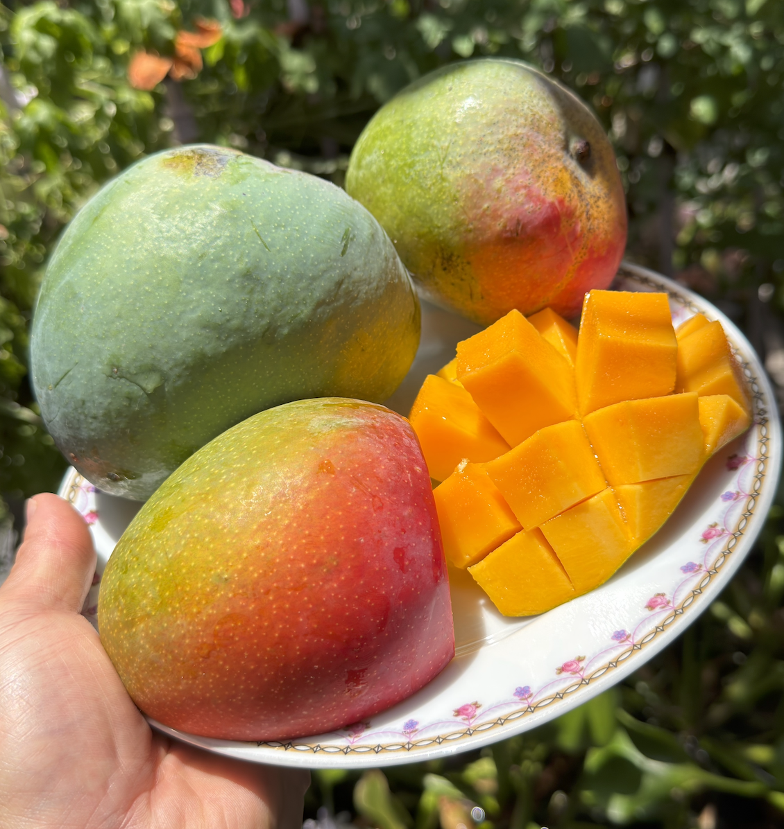 Mama Judy's Mango box | Free Shipping Included!