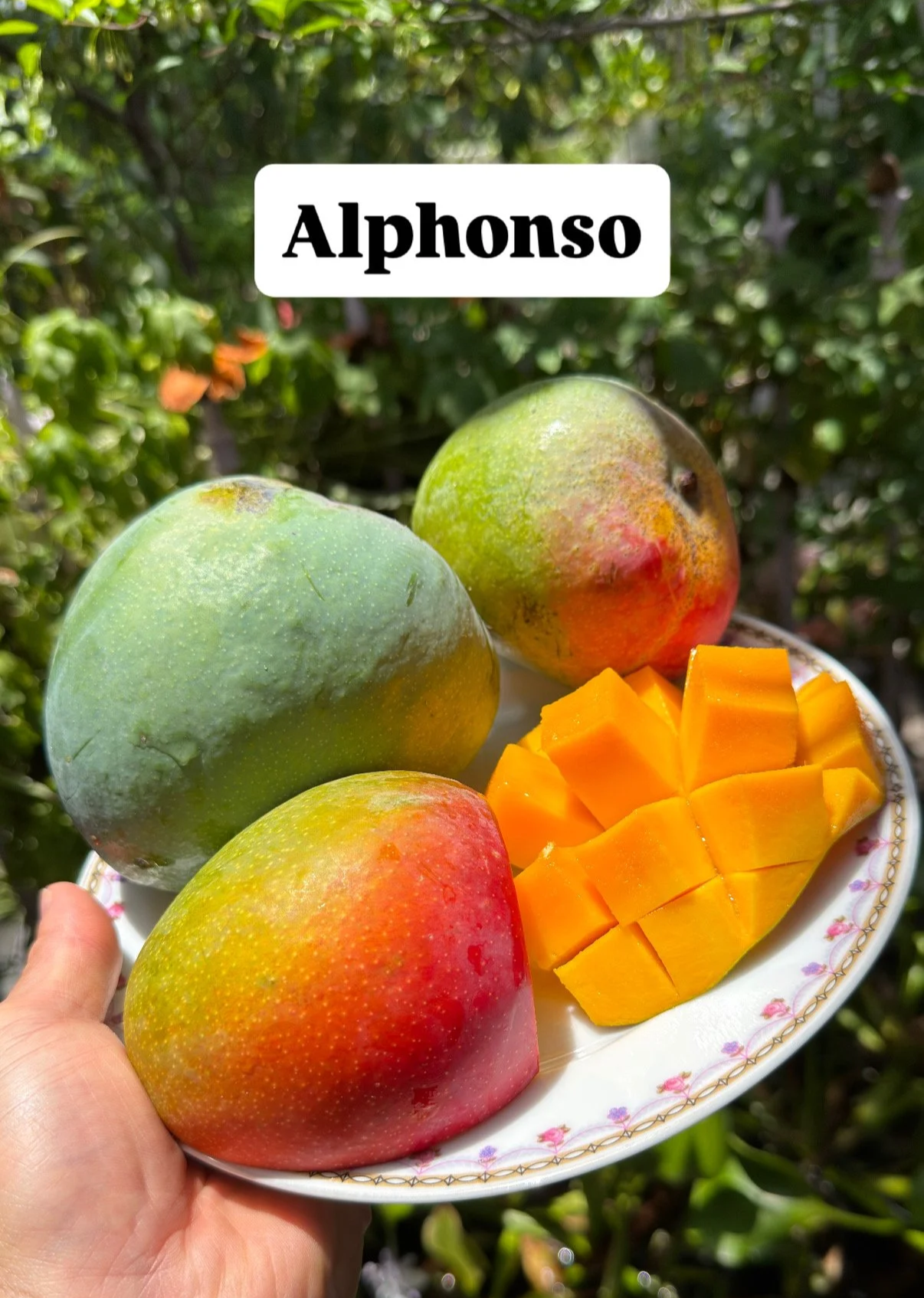 alphonso+mango+jbg+website.png
