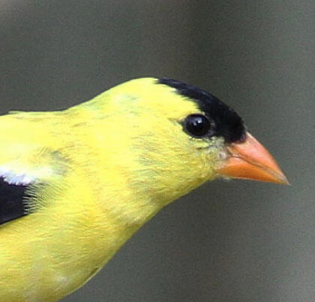 Close-up of a yellow bird with a black cap and orange beak
