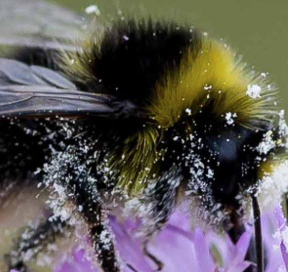 Close-up of a bee covered in pollen on a purple flower.