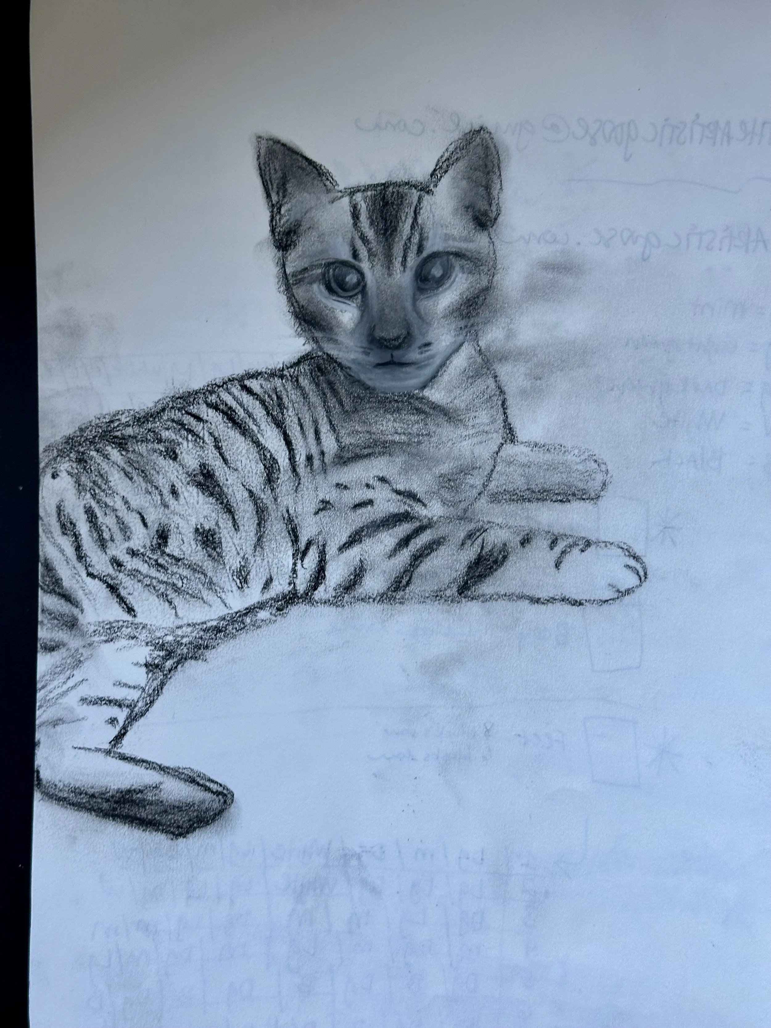 TimTamsketch.jpeg