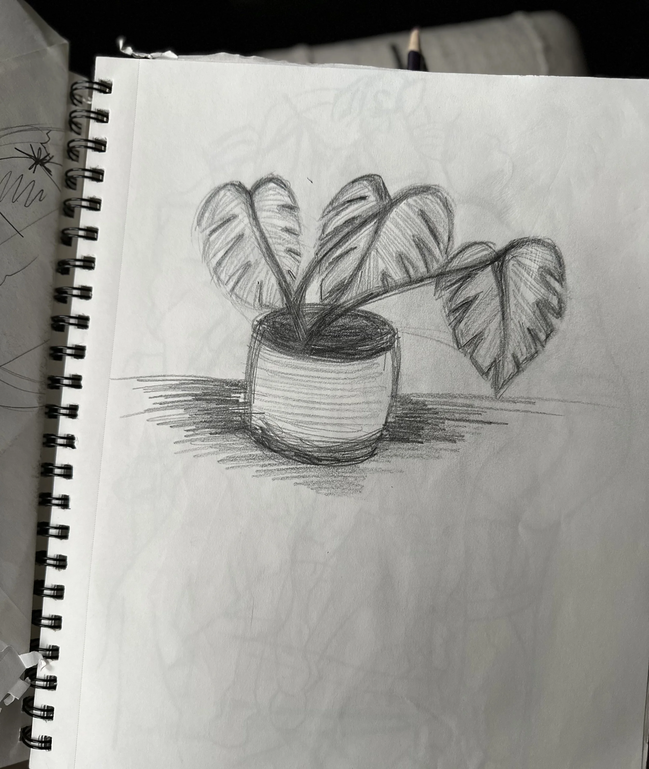 monstera.jpeg
