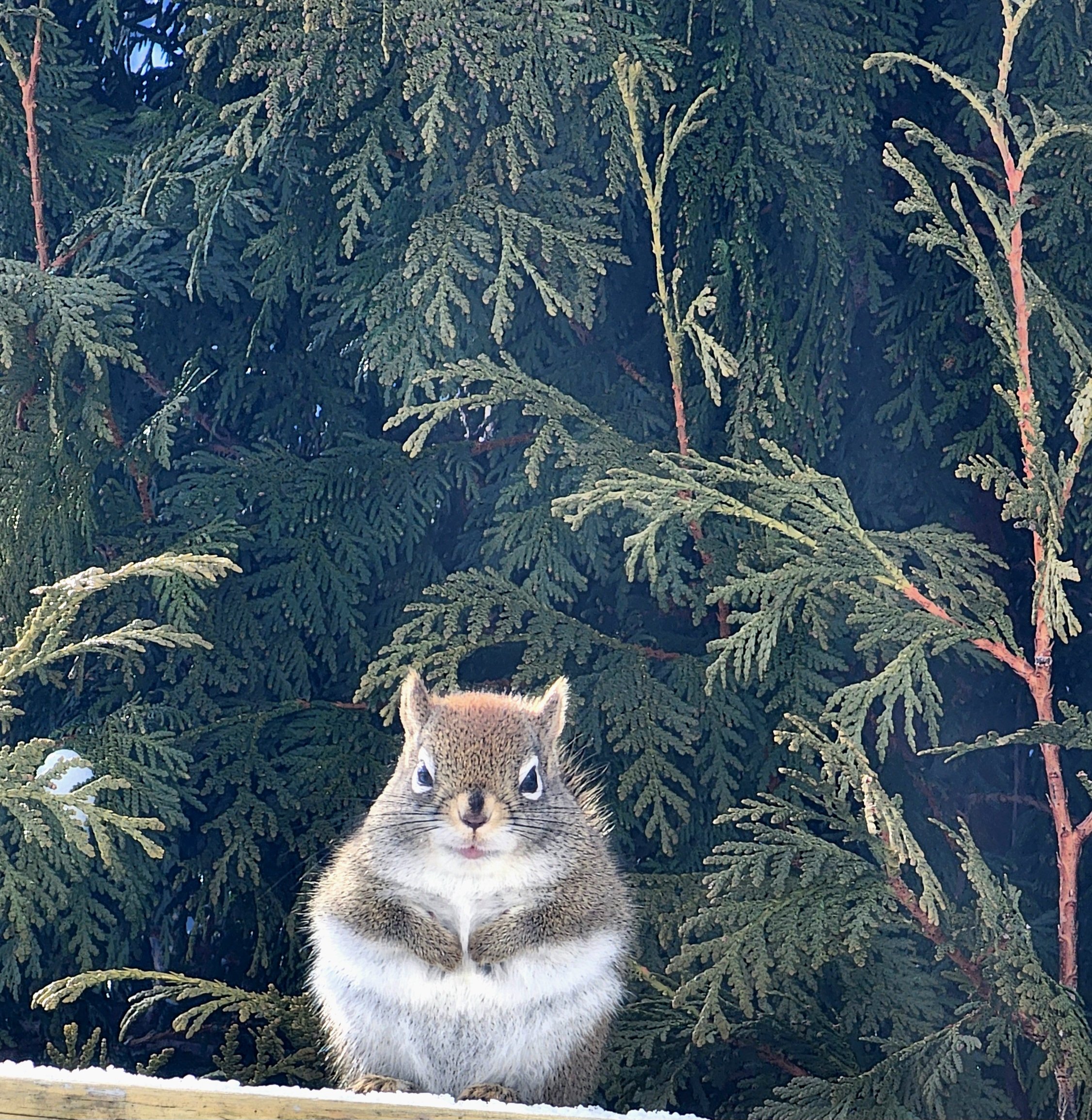 Chonky Squirrel.jpg