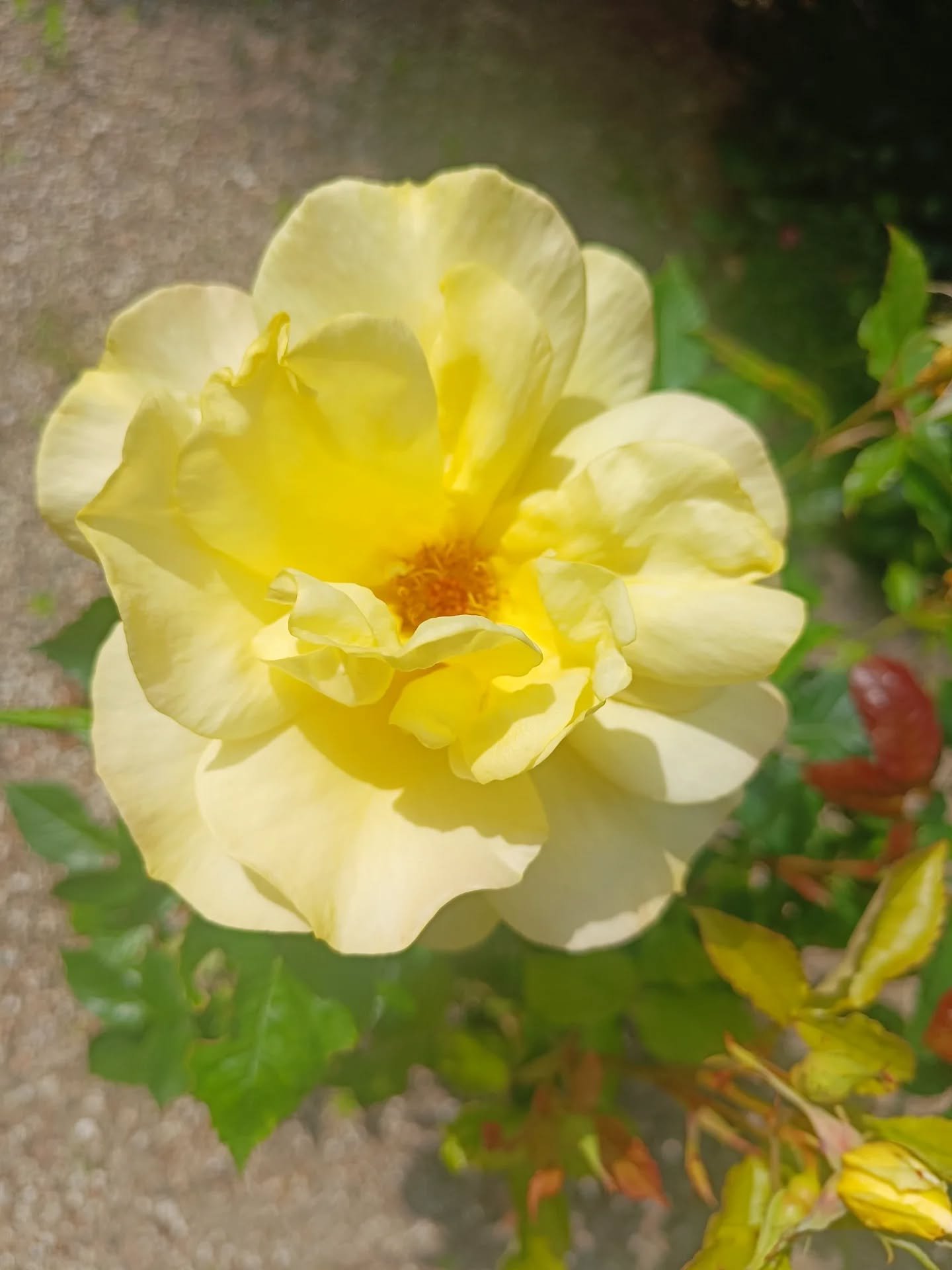 Sommer &amp; sk&oslash;nhed &amp; melankoli ~ 🪭🥀🌞🌻🌺

Ligemeget hvordan vi har det med sommer, hvad der sker i verden lige nu, hvordan vi har det p&aring; indersiden, eller hvilken &aring;rstid vi er i, i vores cyklus, s&aring; er der virkelig ma
