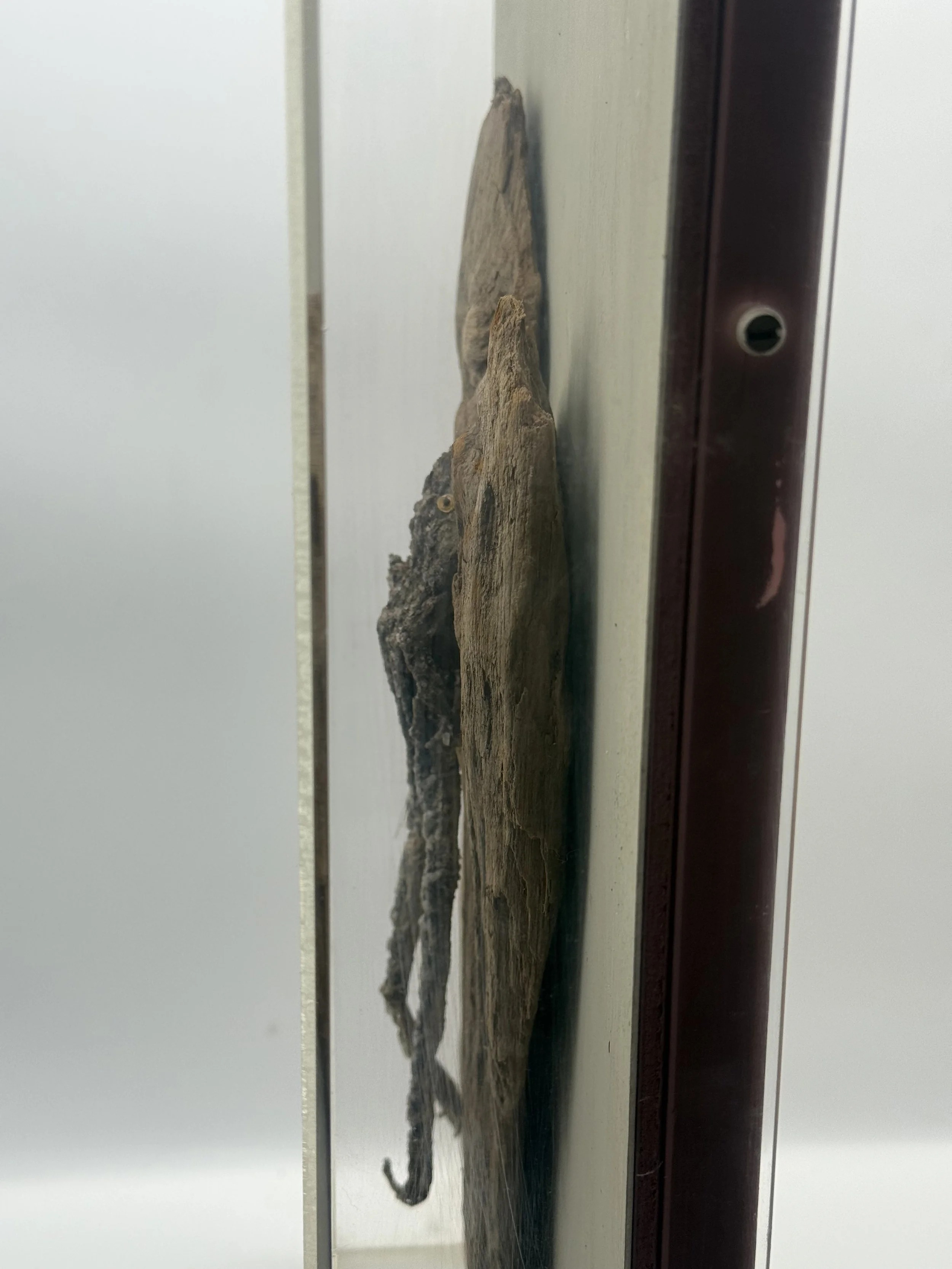 Side profile of the crystallized frog in its case