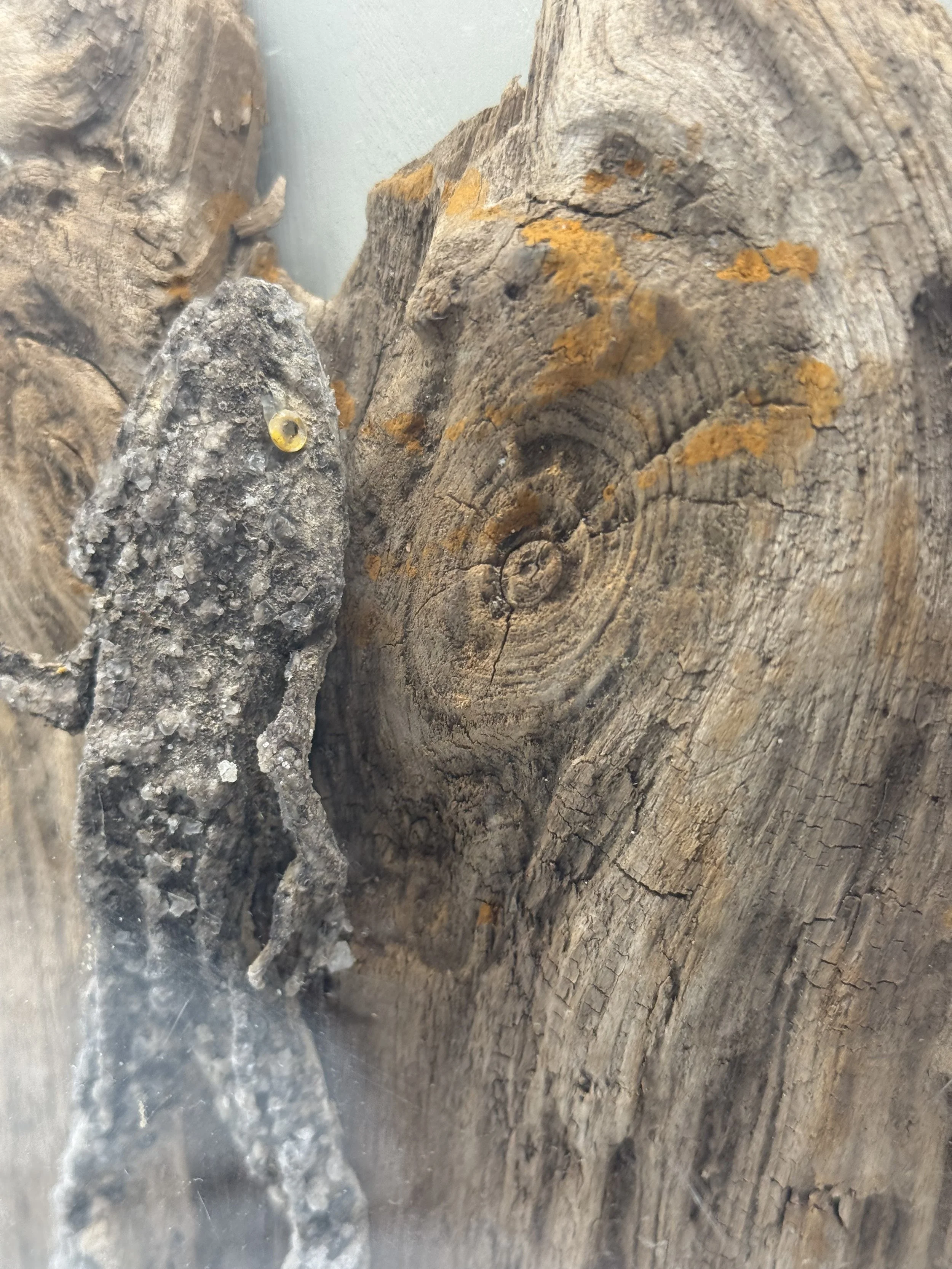 Close-up of the crystallized frog's head and eye