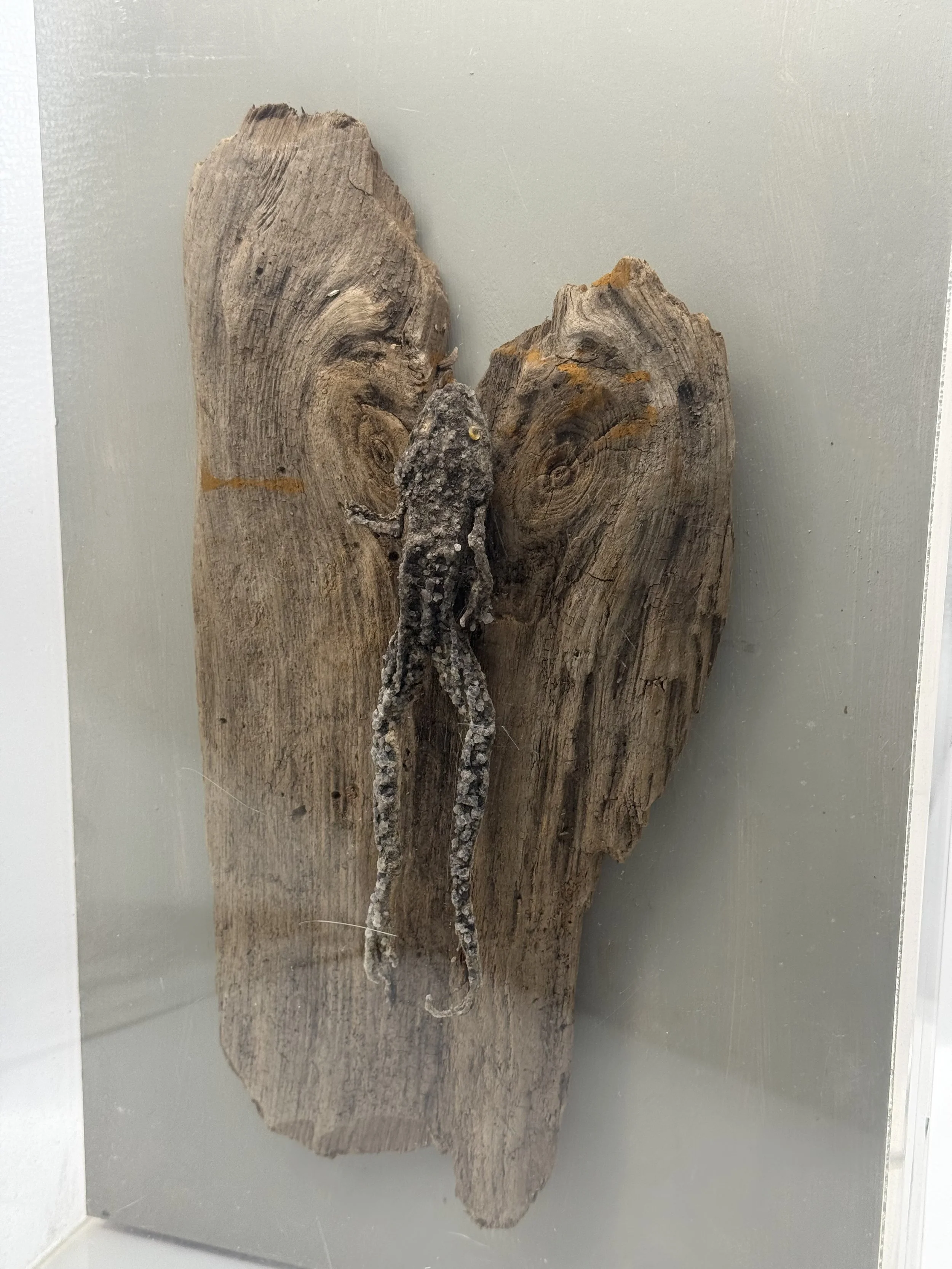 Crystallized frog display, angled view
