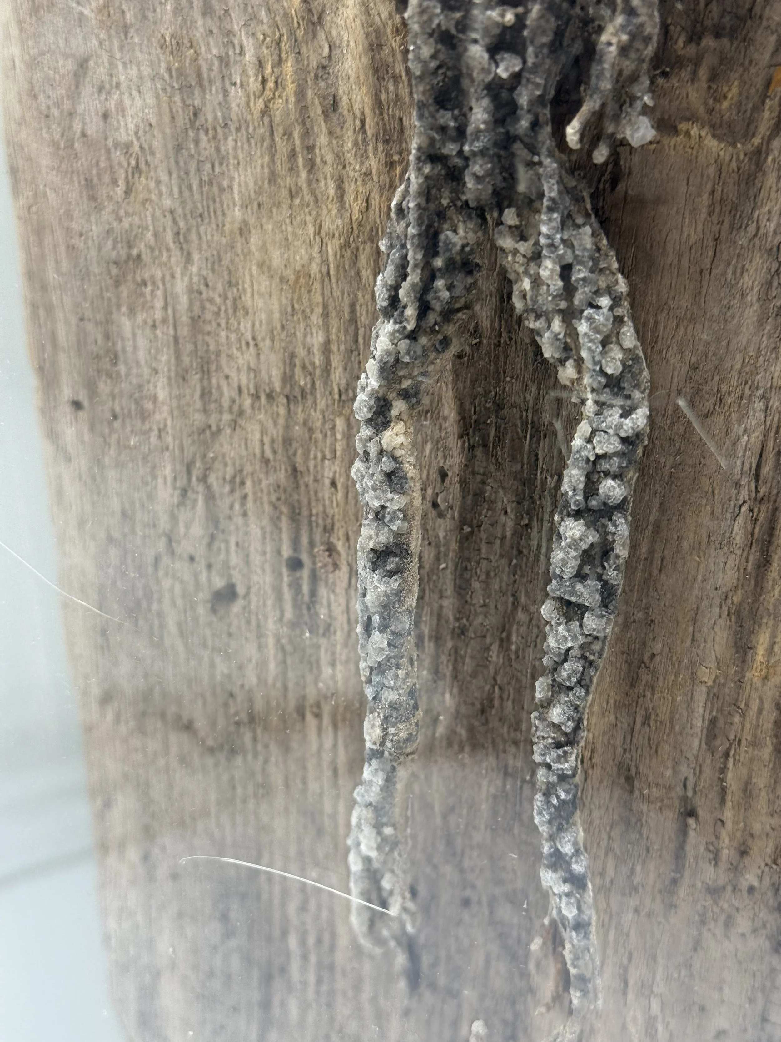 Detail of the frog's crystallized legs on the driftwood
