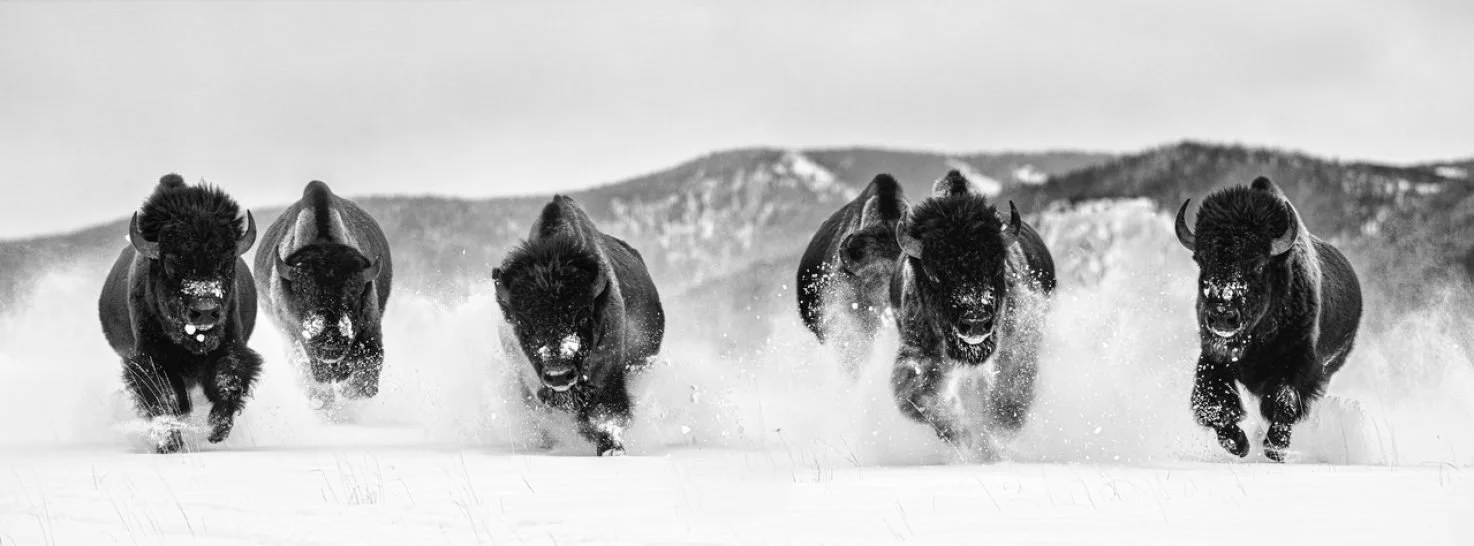 David Yarrow