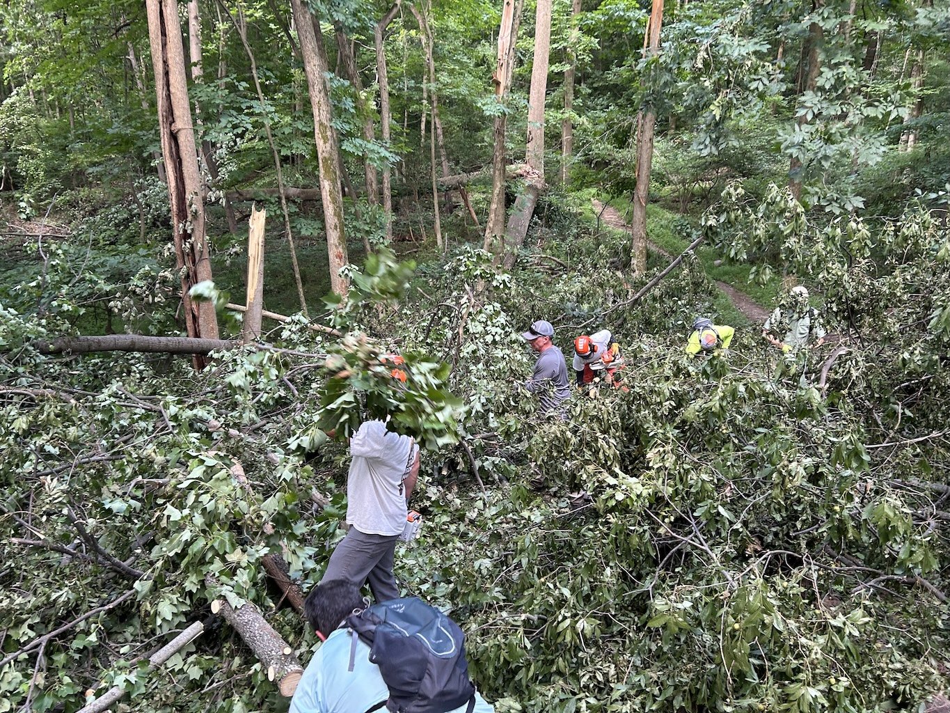 poplar-cleanup.jpg