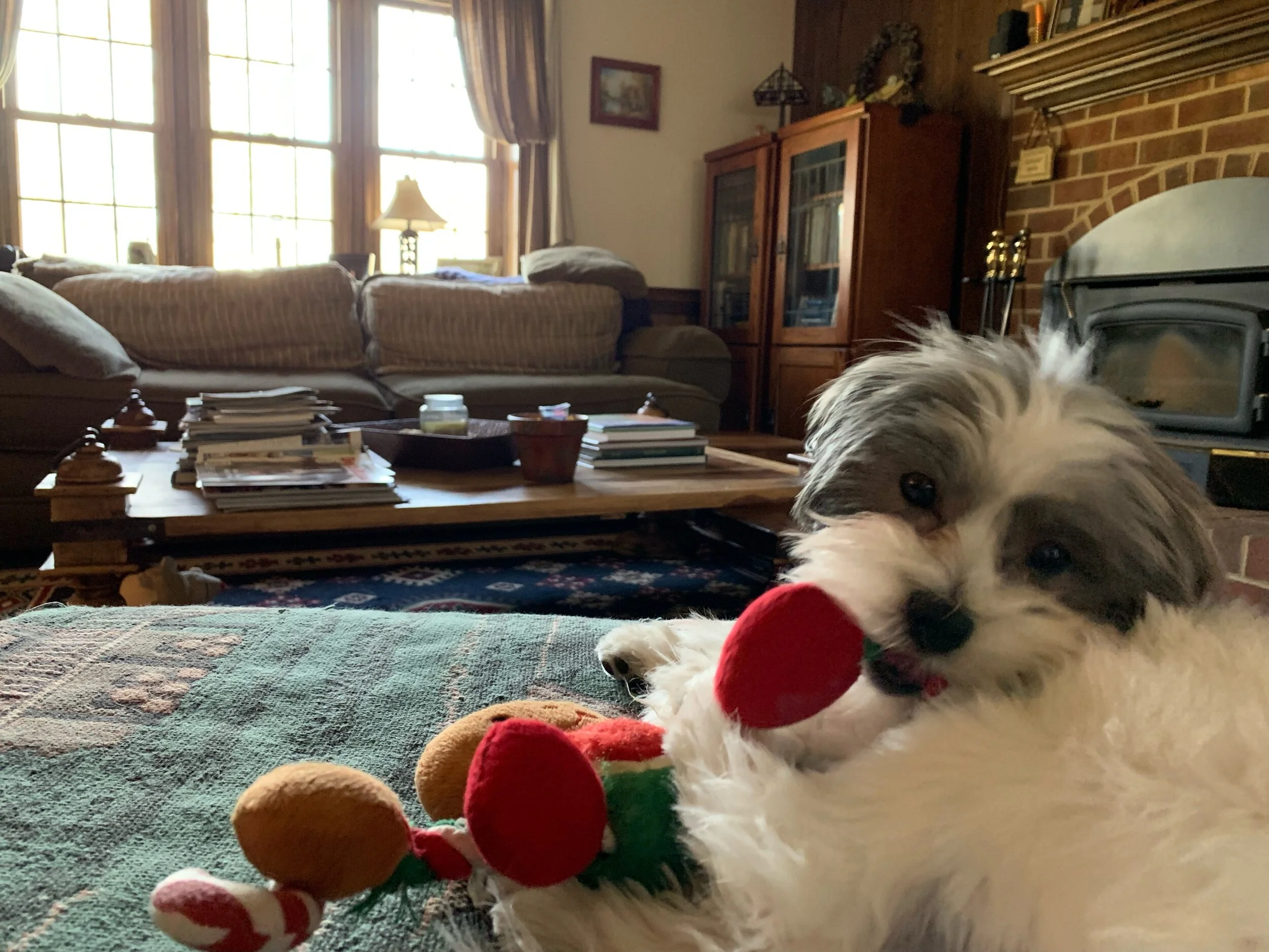A fluffy puppy with a red toy in its mouth lying on a patterned blanket in a cozy living room with a coffee table, sofa, and wood cabinet in the background.