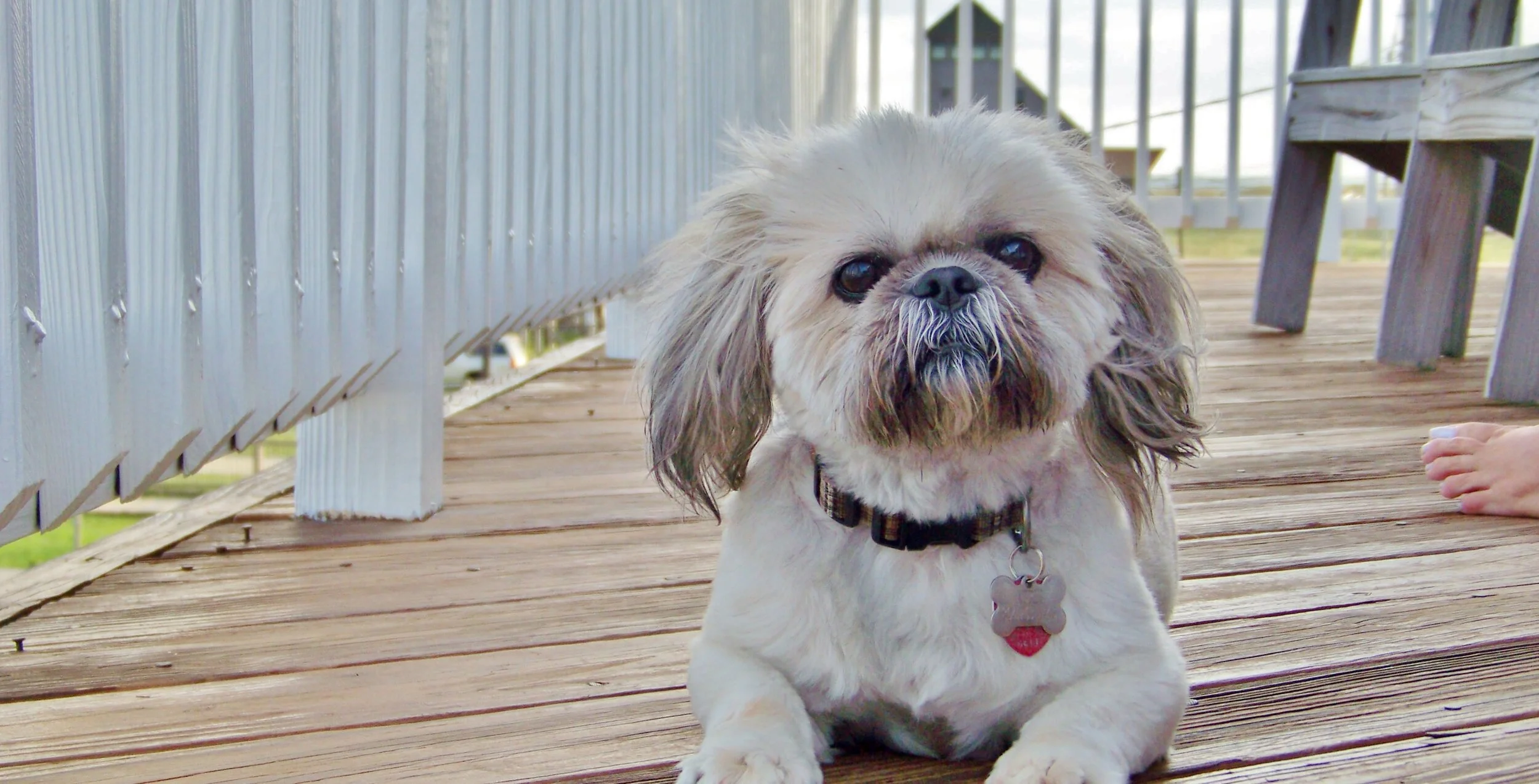 A small, fluffy dog lying on a wooden porch, looking into the camera. The dog has a beige and brown coat with long ears and dark eyes, wearing a collar with a bone-shaped tag.
