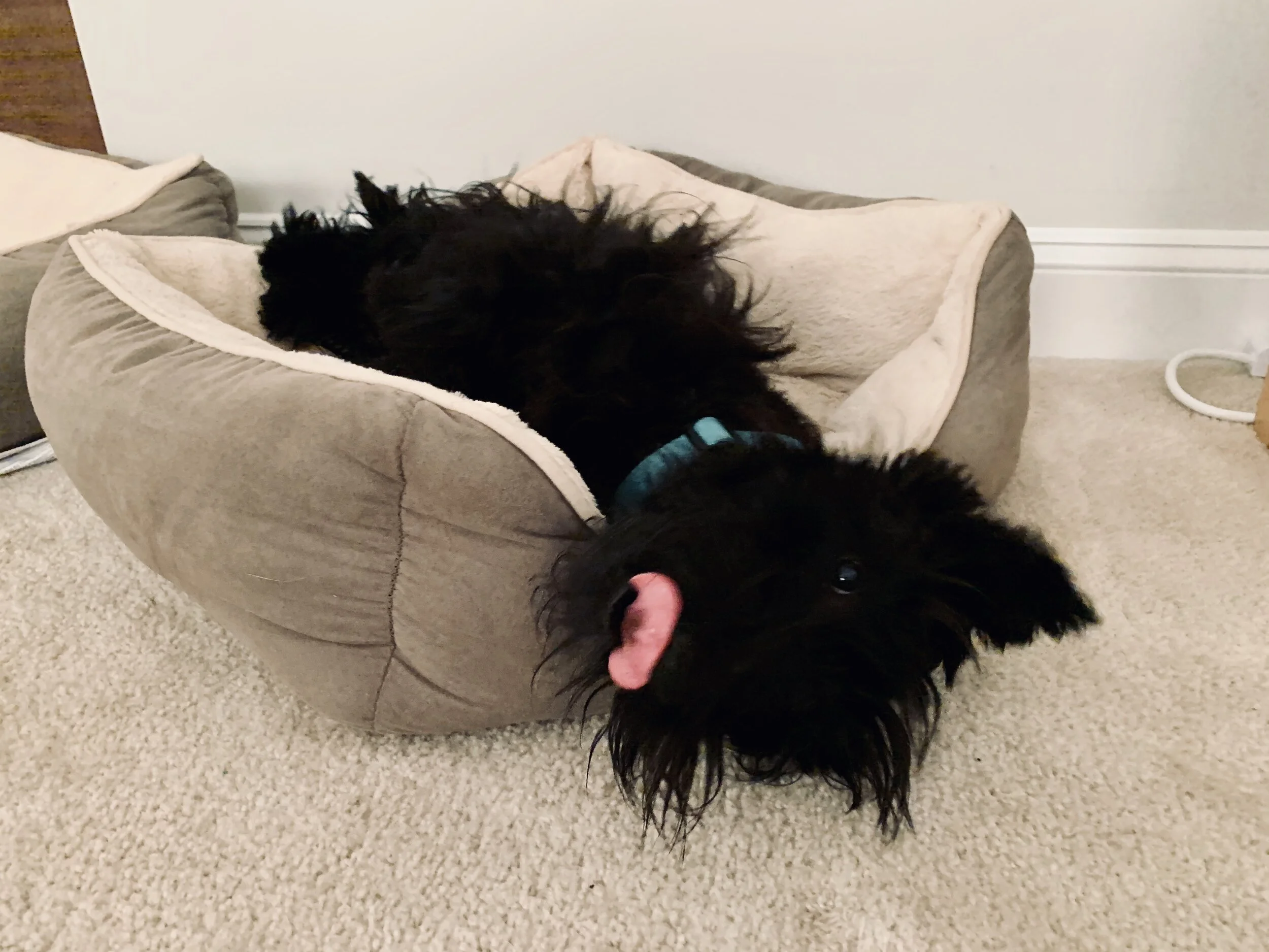 Close-up of a black dog with curly fur lying on a beige couch with a pink tongue slightly visible.