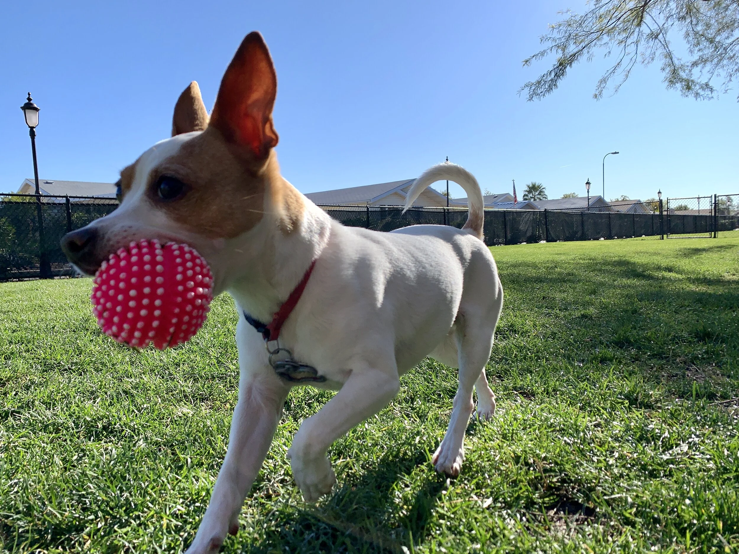 A small dog playing with a red textured ball in a grassy park on a sunny day.