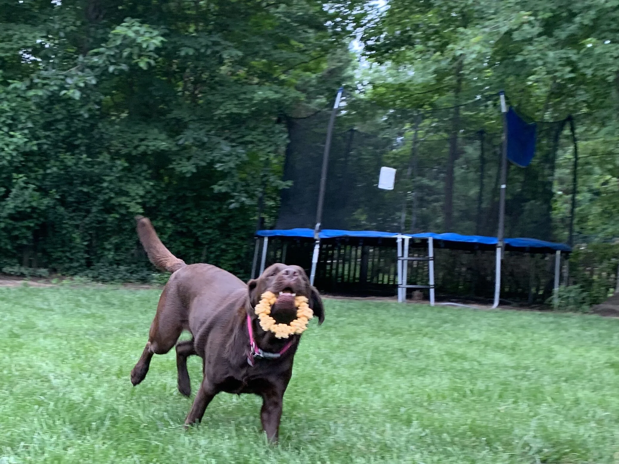 A brown dog wearing a flower necklace runs on green grass with a trampoline and trees with green leaves in the background.