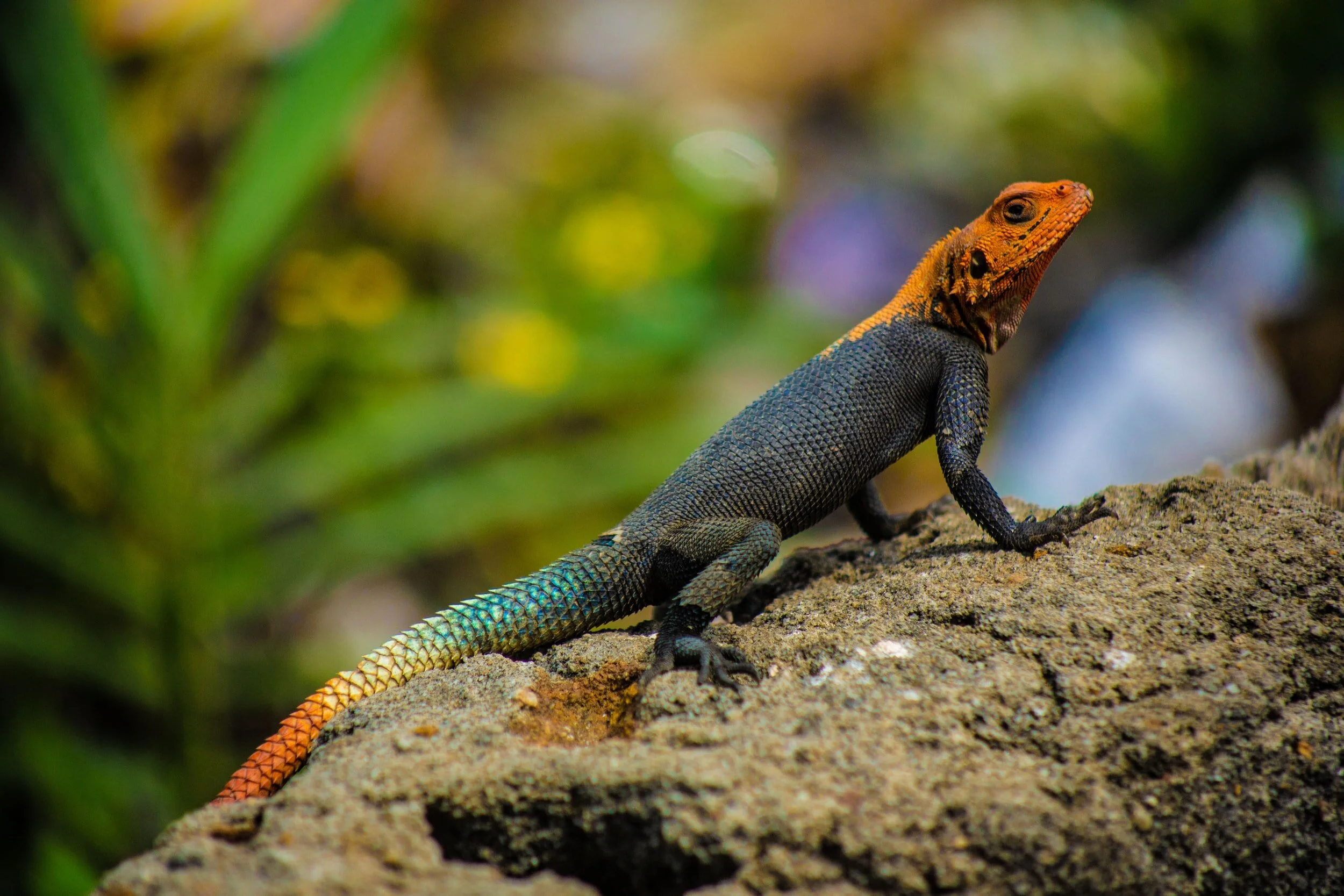 A colorful lizard with an orange head, black body, and rainbow-colored tail perched on a rock, with blurred green foliage in the background.