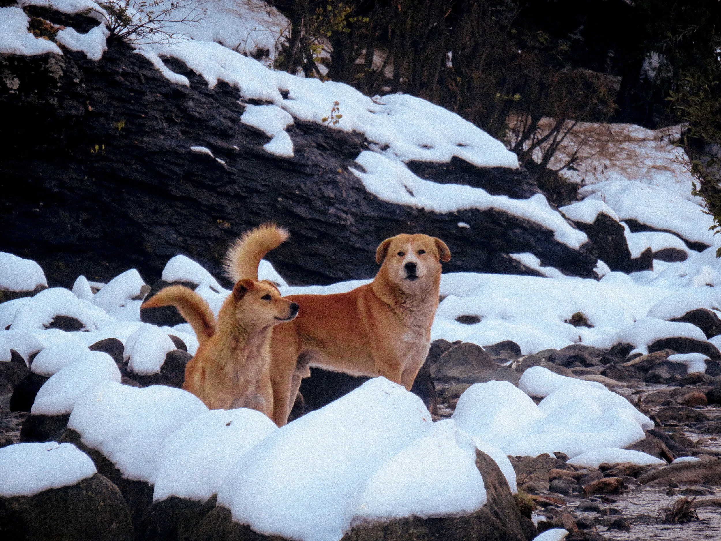 Two dogs on snow-covered rocks with a large tree and bushes in the background.