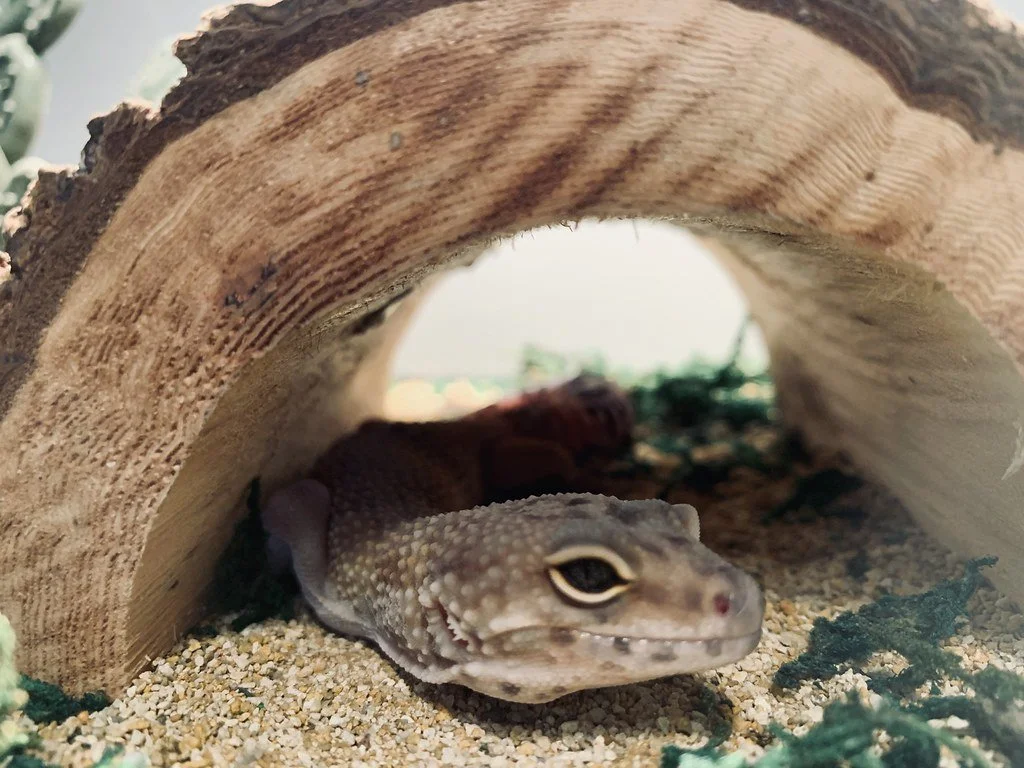 A gecko resting under a small hollowed-out piece of wood on sandy ground.
