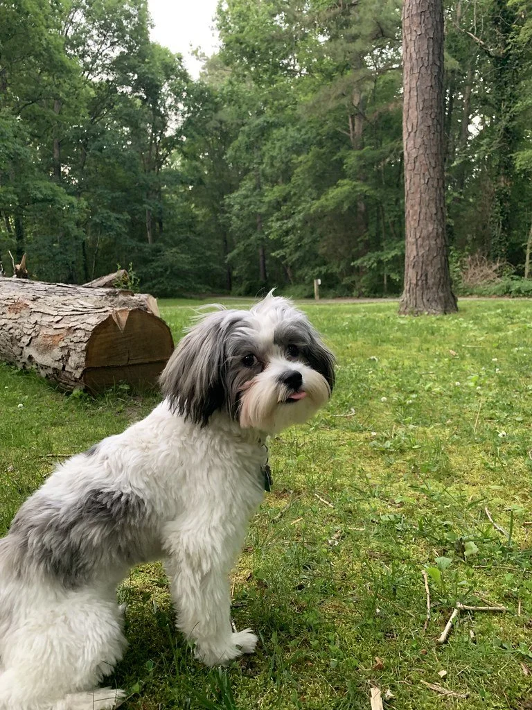 A small, fluffy dog with black and white fur sitting on a grassy area in a wooded park with trees, a log, and a pathway in the background