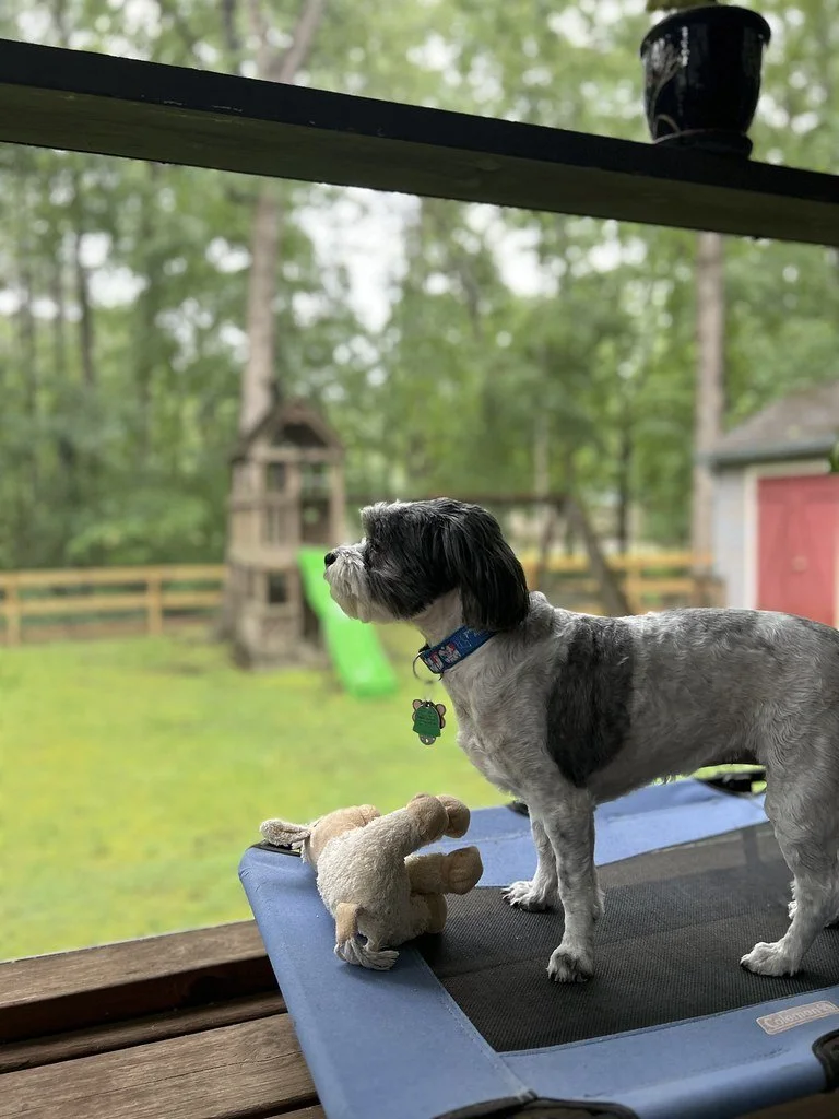 A small dog with a black and white coat standing on an exercise trampoline in a backyard. The dog is wearing a collar with a green tag, and there is a plush toy in front of it. The background features trees, a playhouse, a slide, a fenced yard, and a red shed.