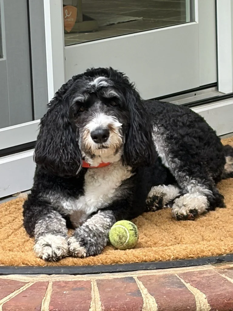 A black and white curly-coated dog lying on a doormat outside near a glass door, with a tennis ball in front of it.