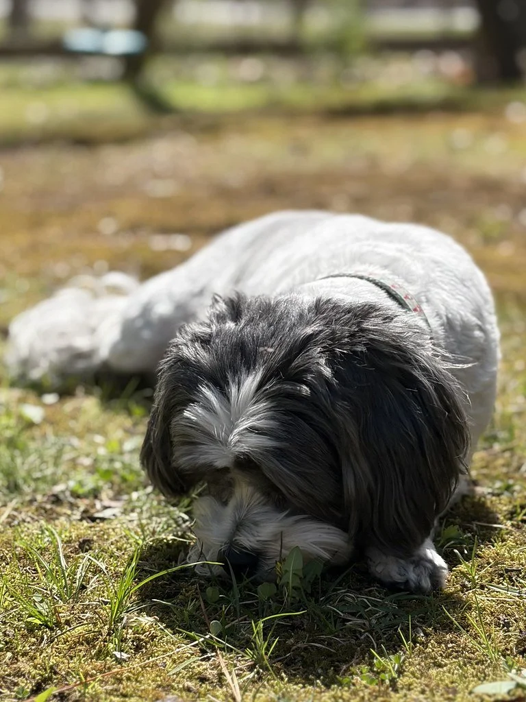 A black and white dog with long fur lying on grass outdoors, sniffing the ground.