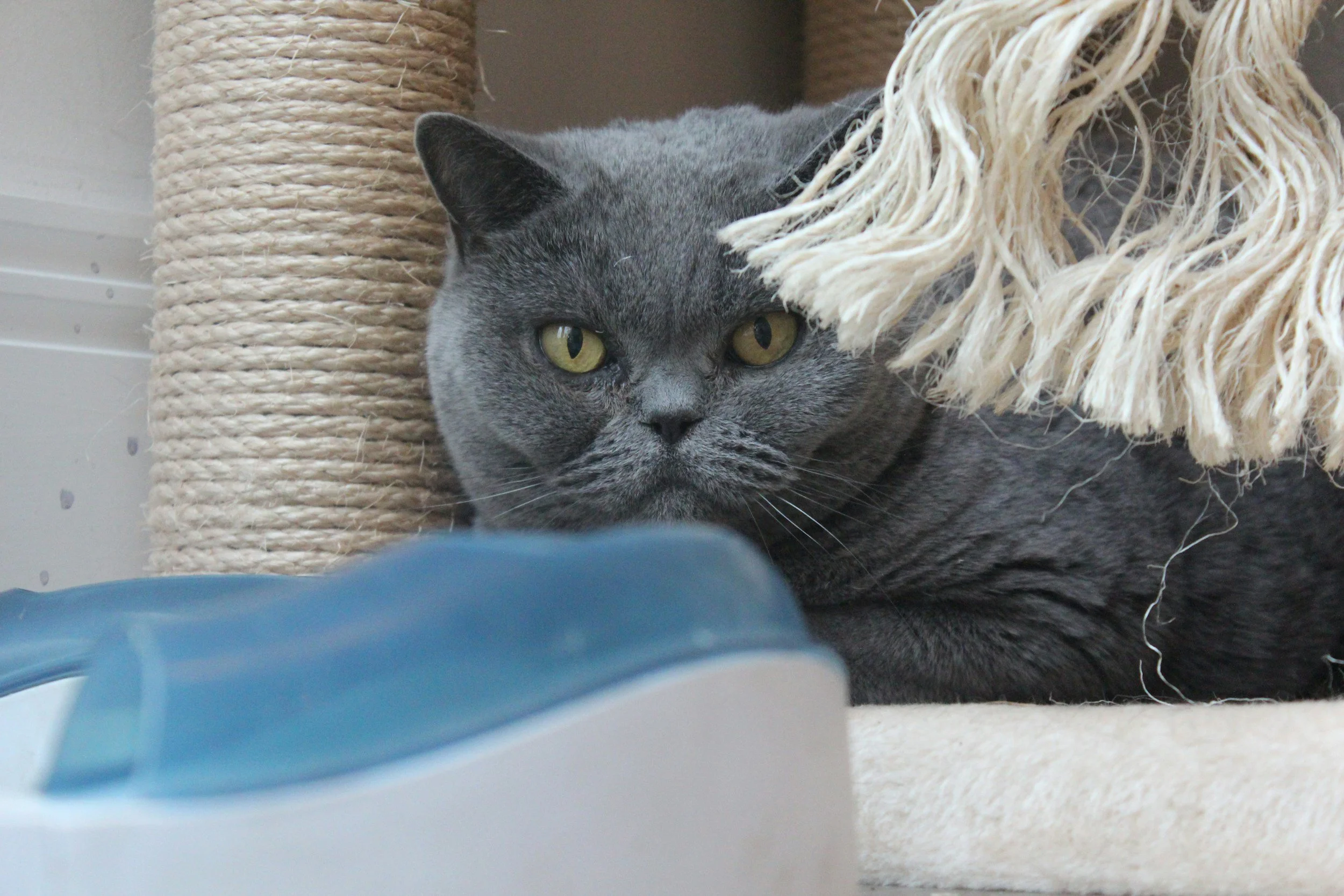 Gray cat with yellow eyes lying down behind a blue object on the floor, partially hidden by a beige scratching post and a cream-colored rope toy.