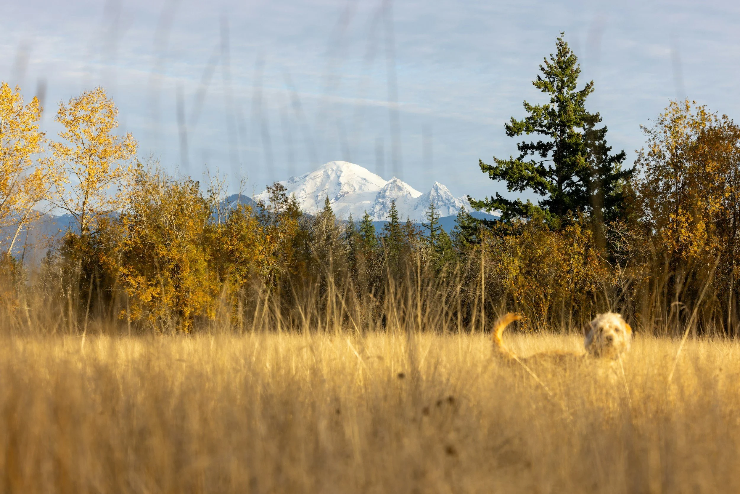 A colorful landscape with a grassy field in the foreground, a variety of trees with autumn leaves, and snow-capped mountains in the background under a partly cloudy sky.