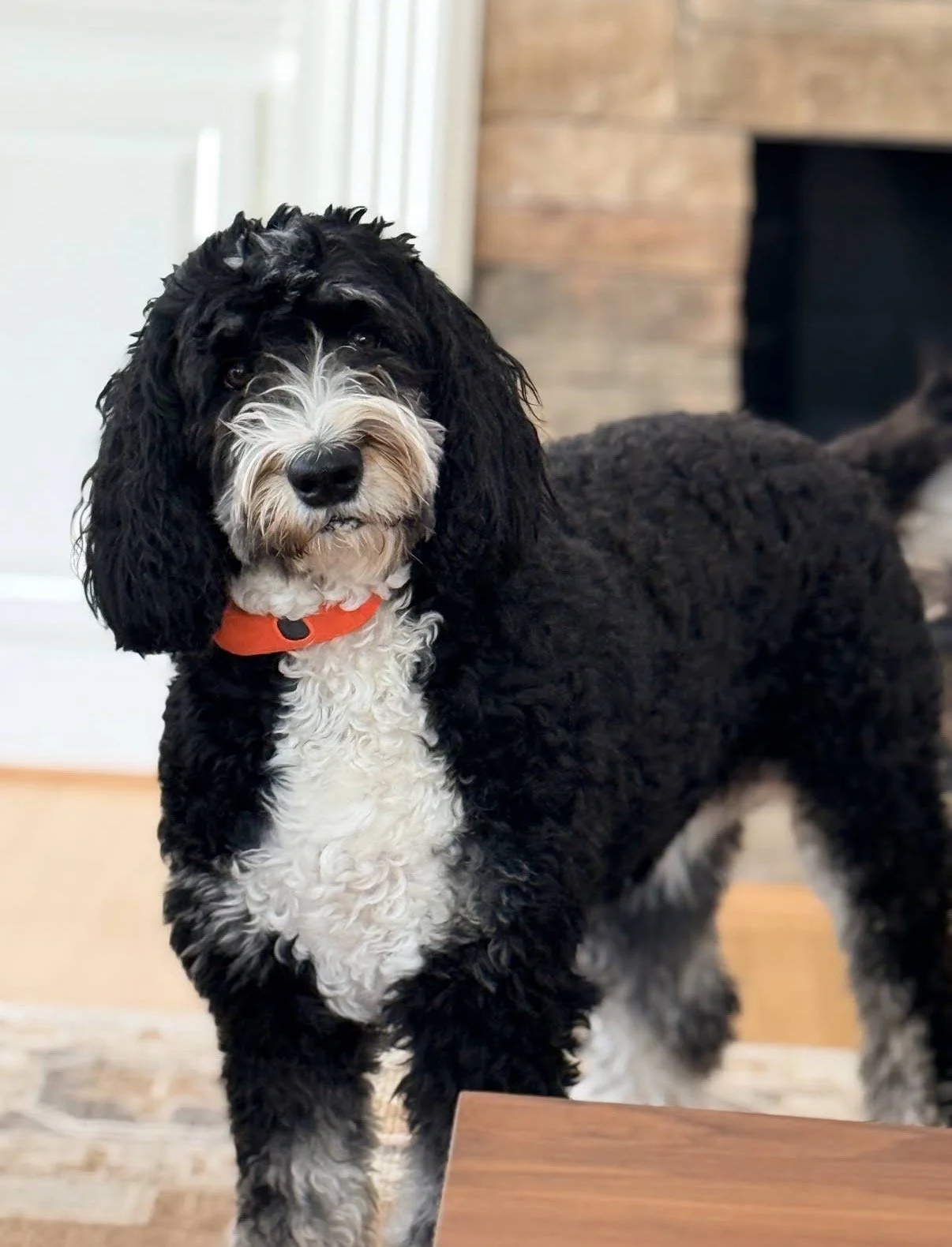 A black and white curly-haired dog with long ears, wearing an orange collar, standing indoors near a wooden table.