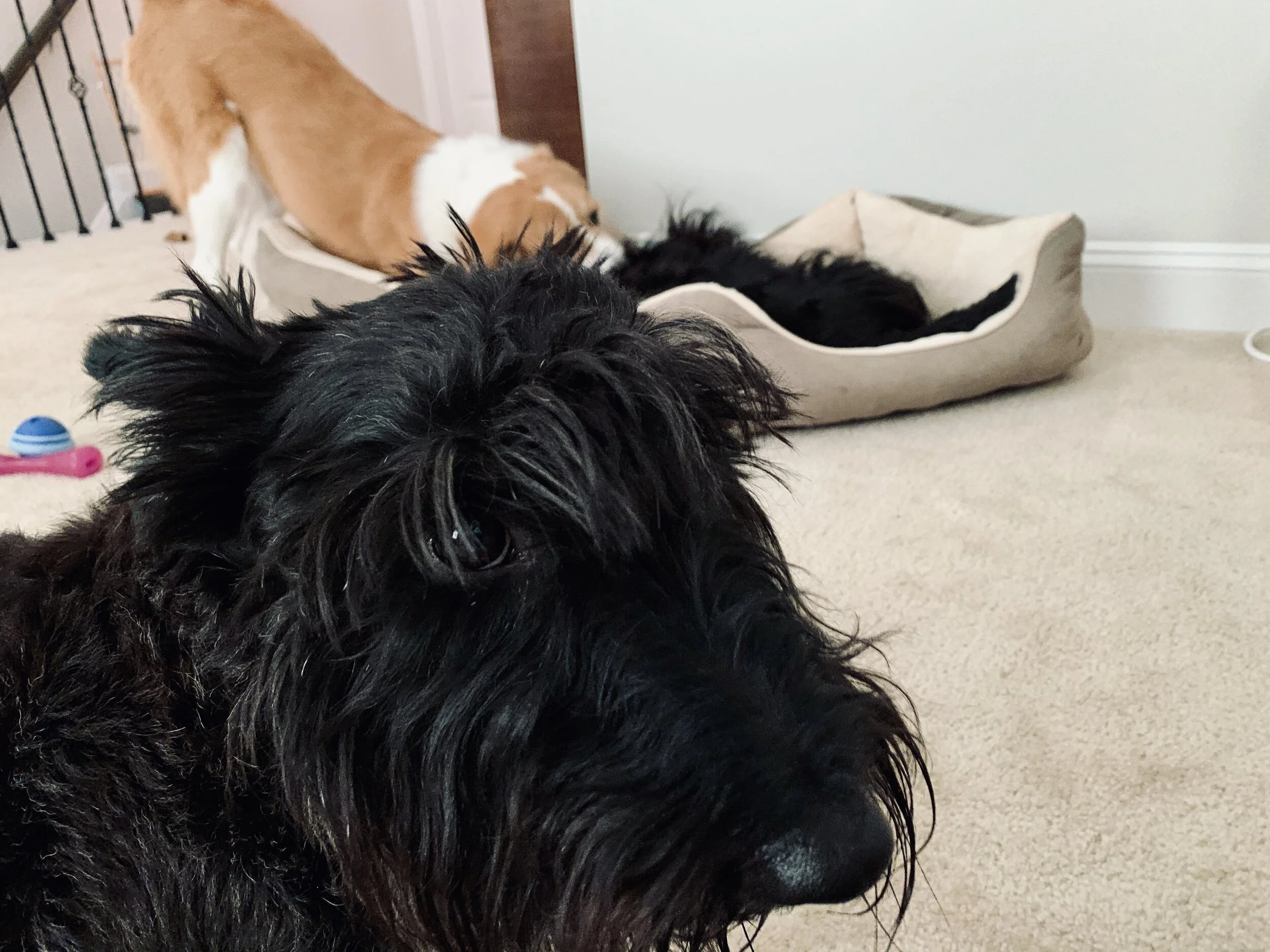 Close-up of a black dog with curly fur sitting on a beige carpet, with a tan and white dog in the background sniffing or licking a dog bed.