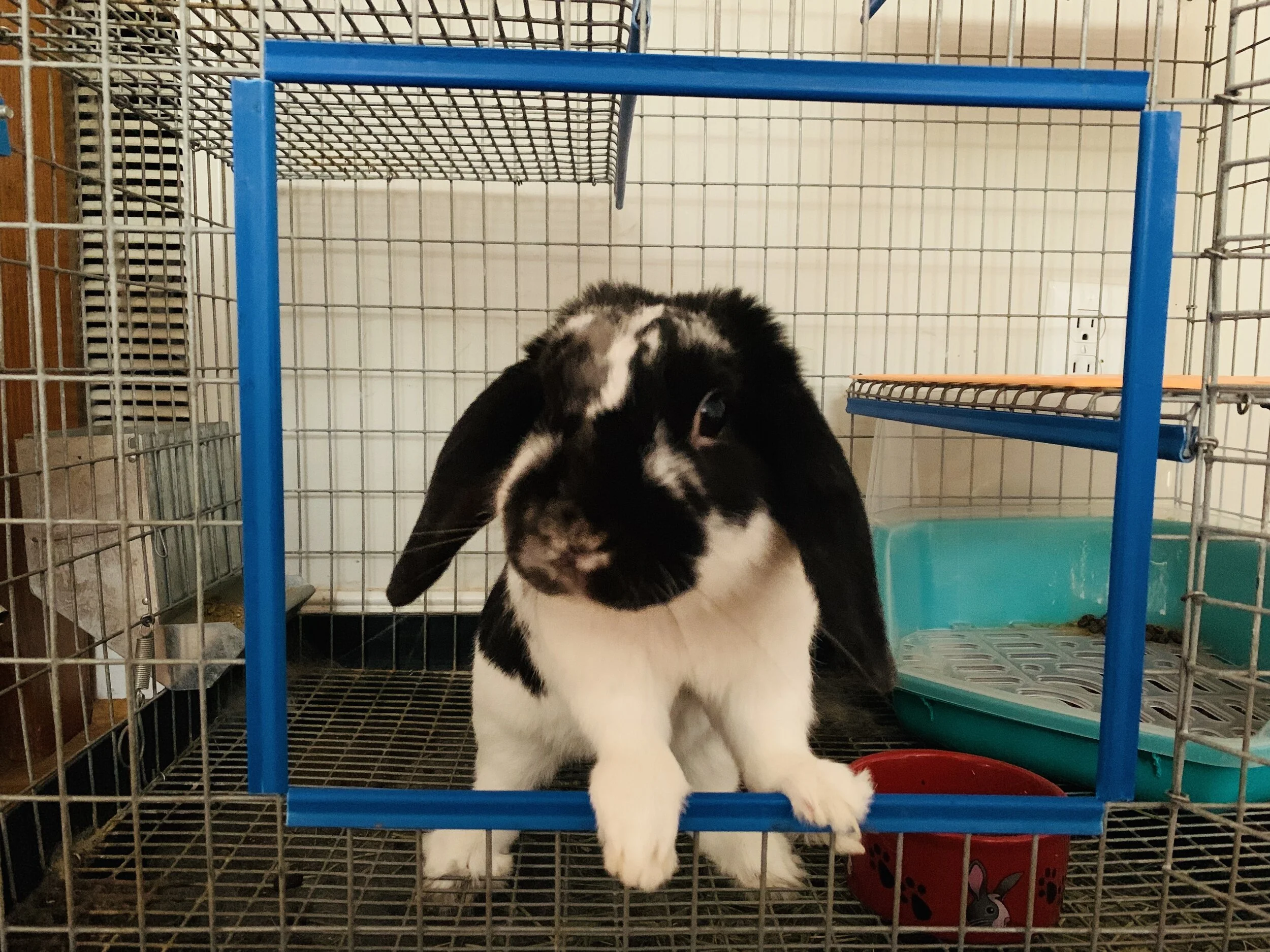 A black and white bunny with floppy ears inside a metal cage, standing on the cage floor with its front paws on the door frame, next to a blue water dispenser and a red bowl.