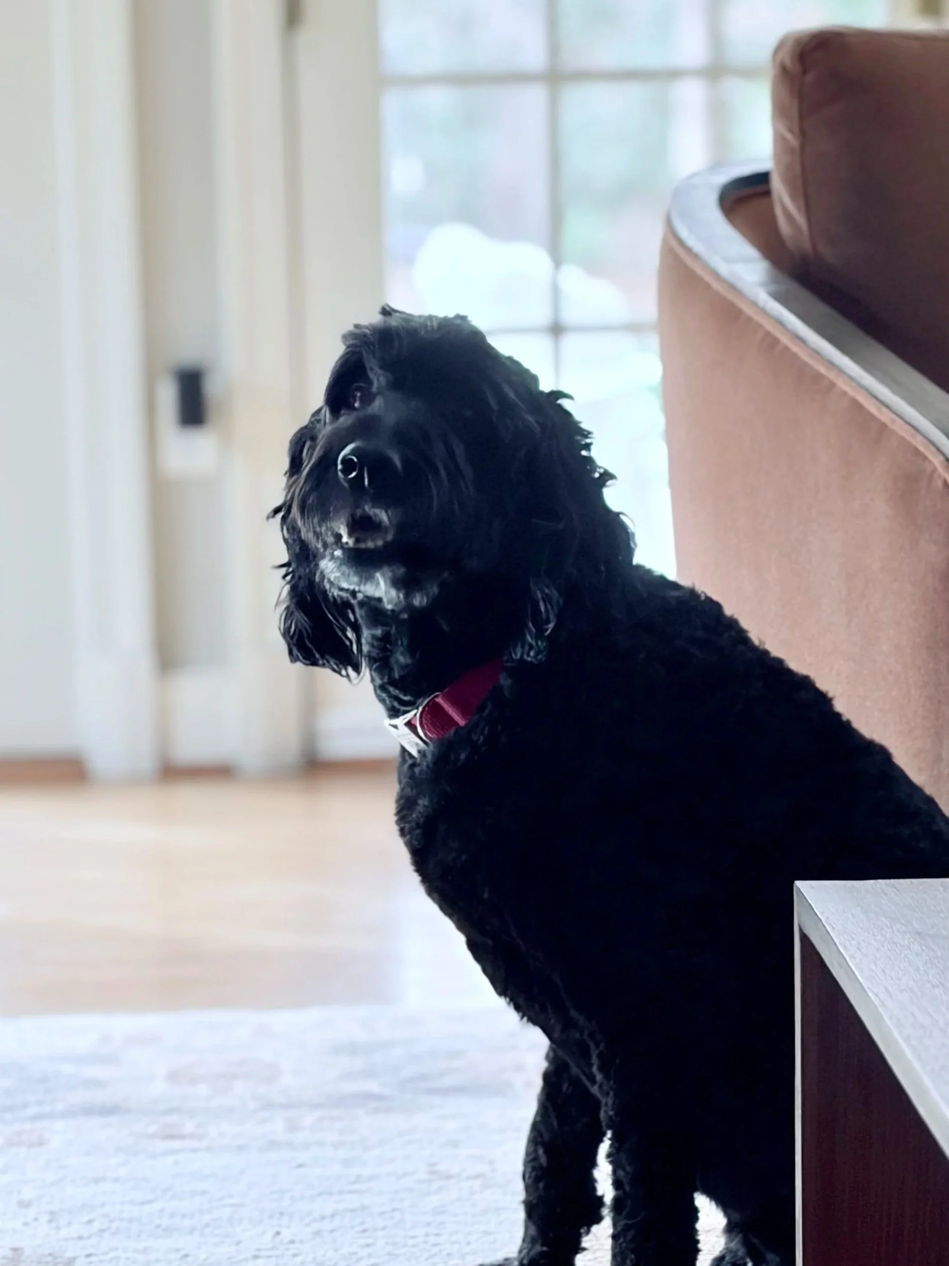 A black dog with curly fur and a red collar sitting indoors next to a brown couch, with a window in the background.