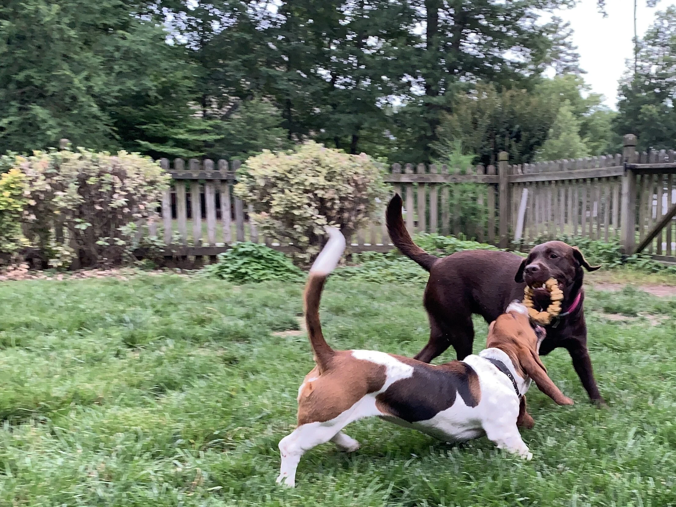 Two dogs playing in a backyard, one with brown and white fur and the other with dark brown fur, holding a toy in its mouth, with a wooden fence and trees in the background.