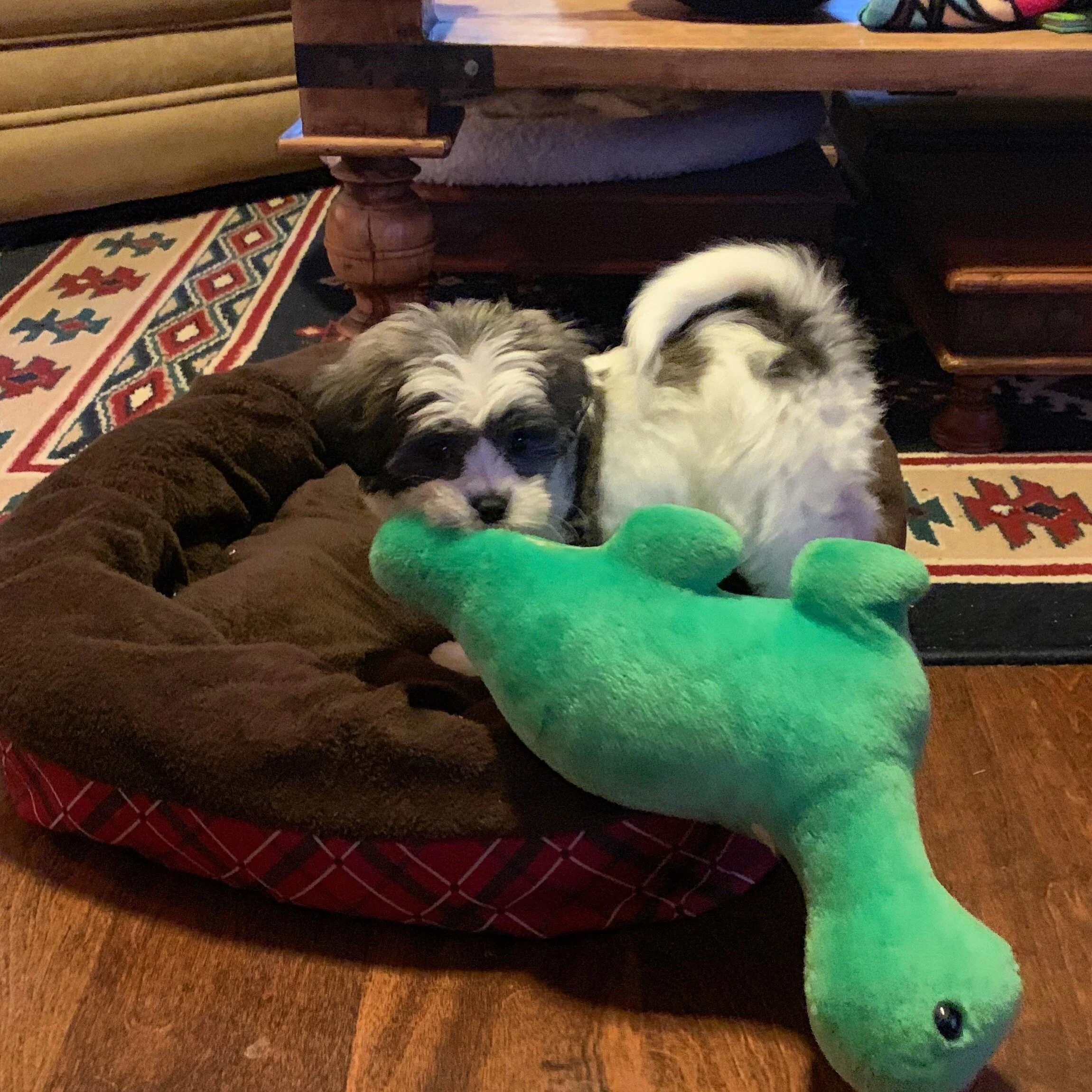 A small puppy with black, white, and gray fur lying on a brown pet bed, with a large green plush snake toy in front of it, indoors on a wooden floor with a patterned rug and furniture in the background.