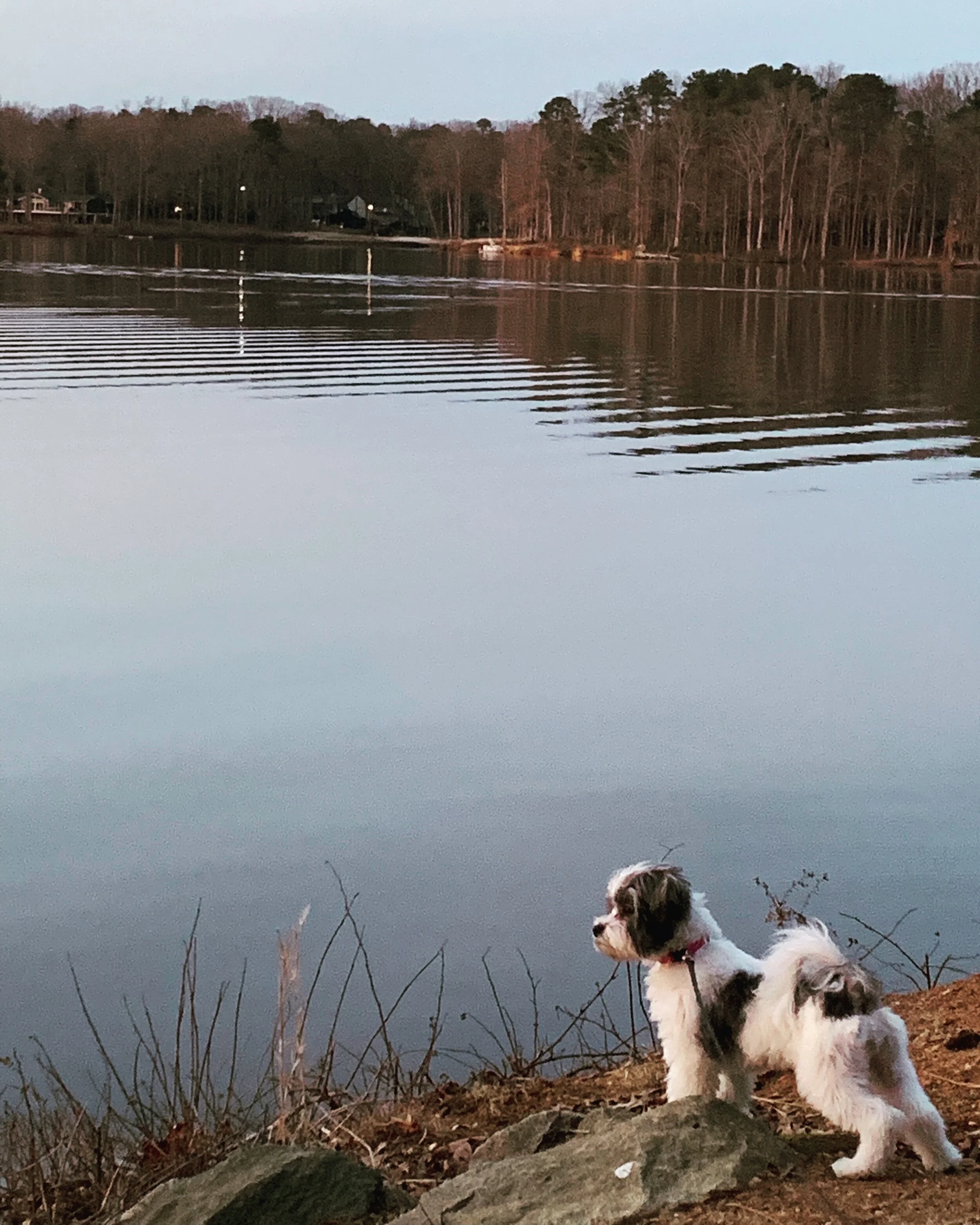Photo of a black and white dog sitting on rocks near a calm lake with a forested shoreline in the background, during sunset or dusk.