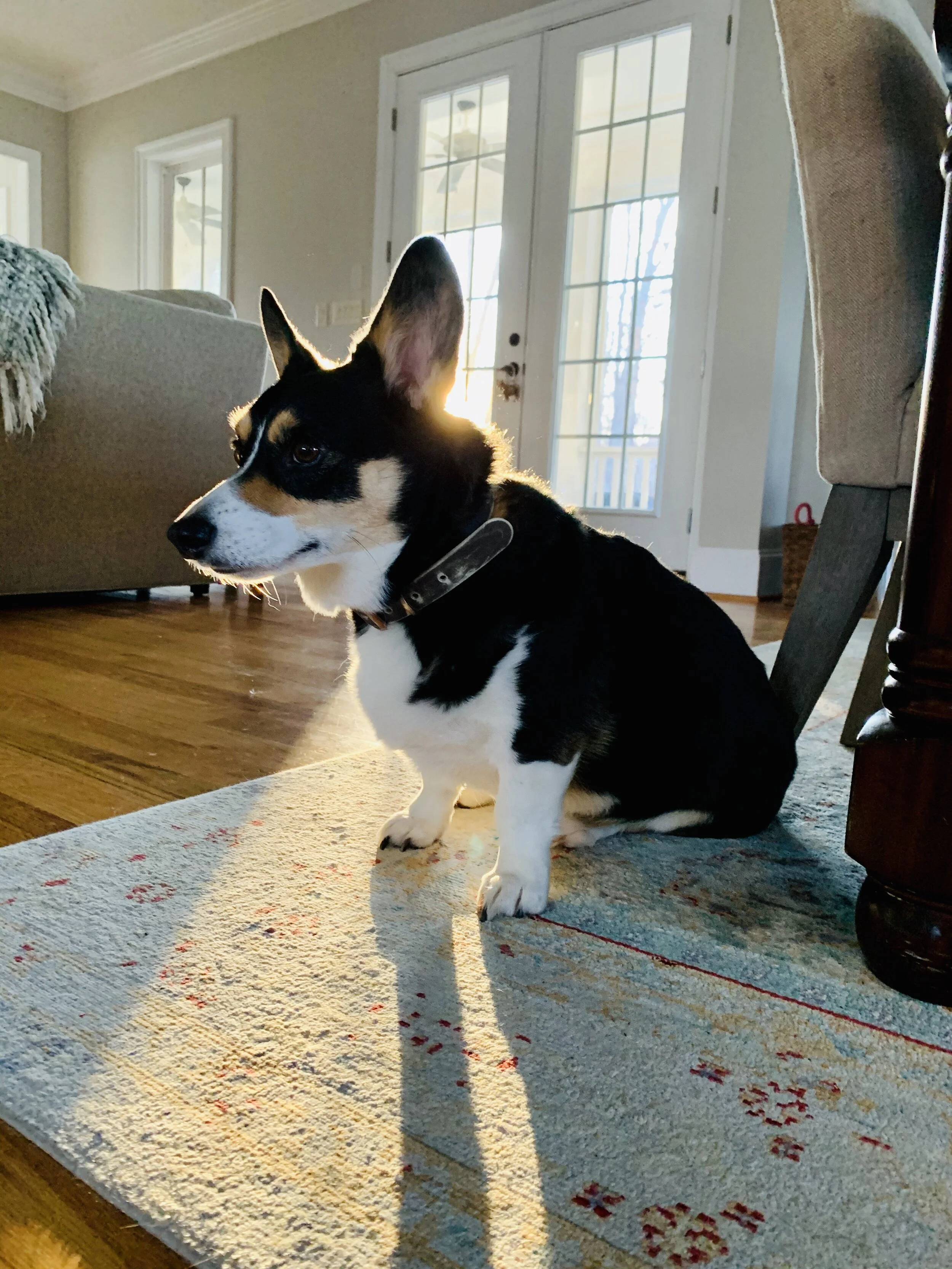 A black, white, and tan Welsh Corgi dog sitting on an area rug inside a house, with sunlight coming through glass doors in the background.