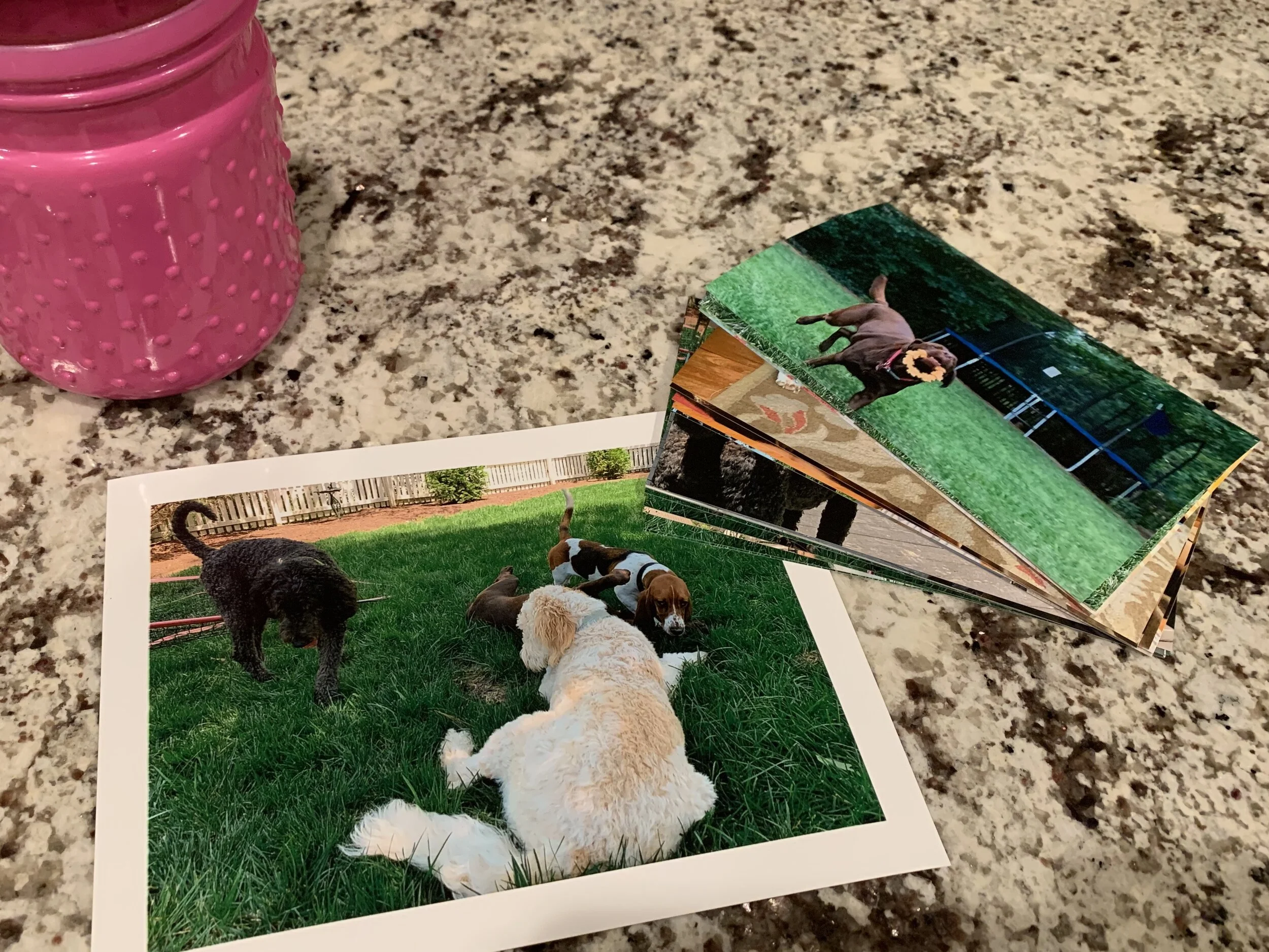 A printed photograph of four puppies playing on grass, with additional photos stacked beside it. The scene is set on a kitchen countertop next to a pink textured container.