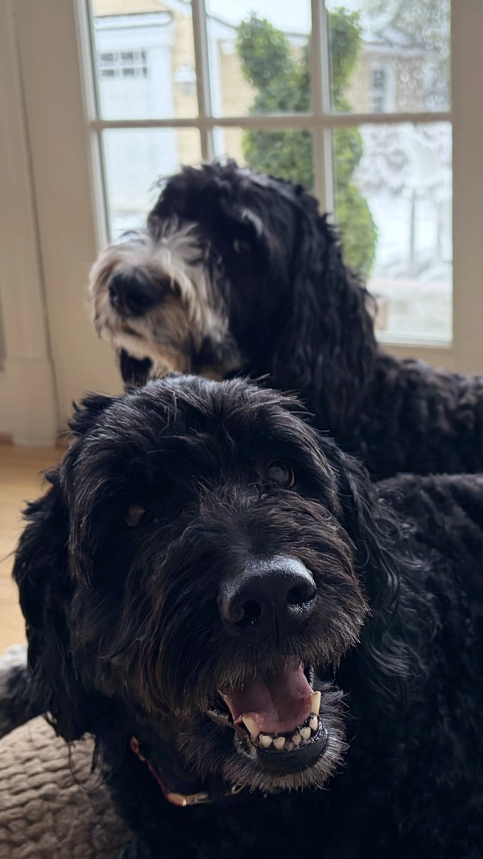 Three black and white dogs inside near a window with greenery outside. The dog in front is black with a shiny coat, open mouth, and visible teeth. The second dog in the middle is lying down, and the third dog at back has white fur on its face with black patches.