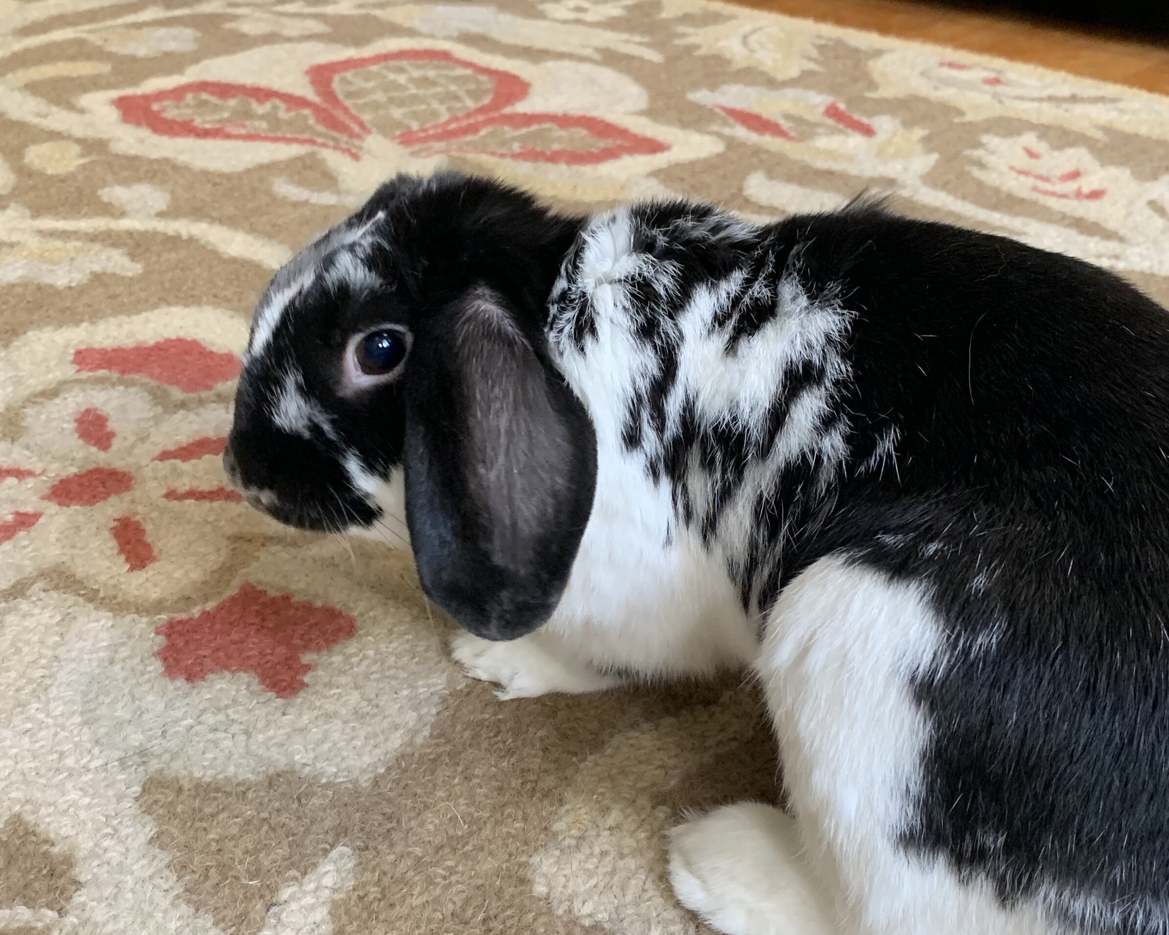 A black and white rabbit lying on a beige and red floral patterned carpet, looking towards the camera.