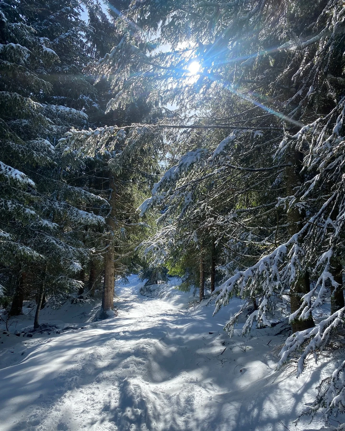 Amid the snow and dancing shadows, winter whispers reminders of stillness and quiet renewal.