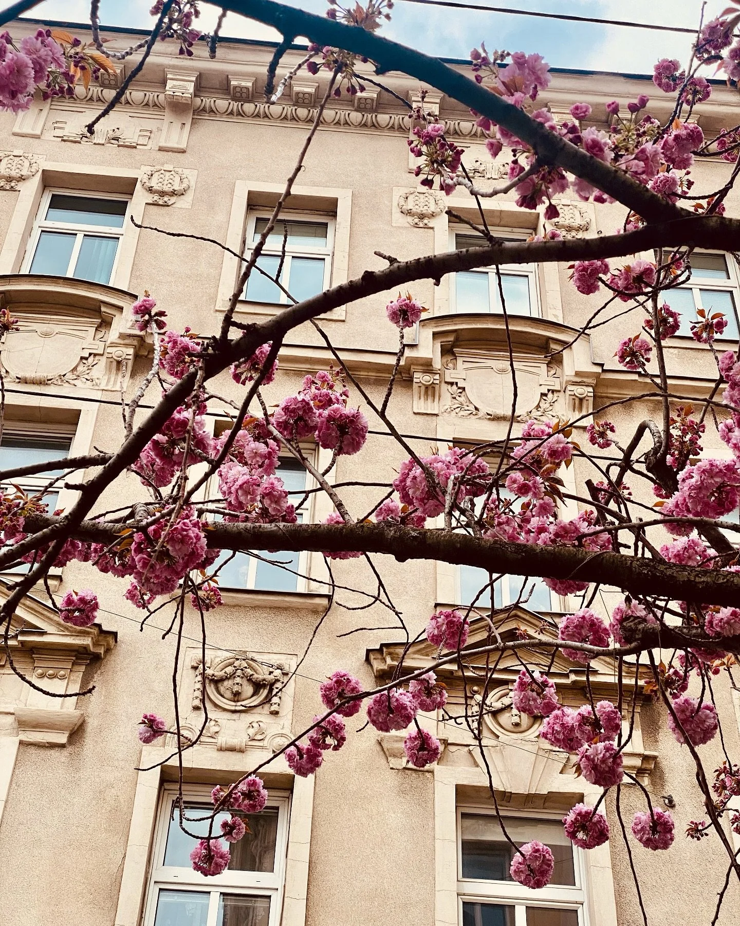 &ldquo;You gotta bloom where you&rsquo;re planted.&rdquo;
- Dolly Parton 

#dollypartonwisdom