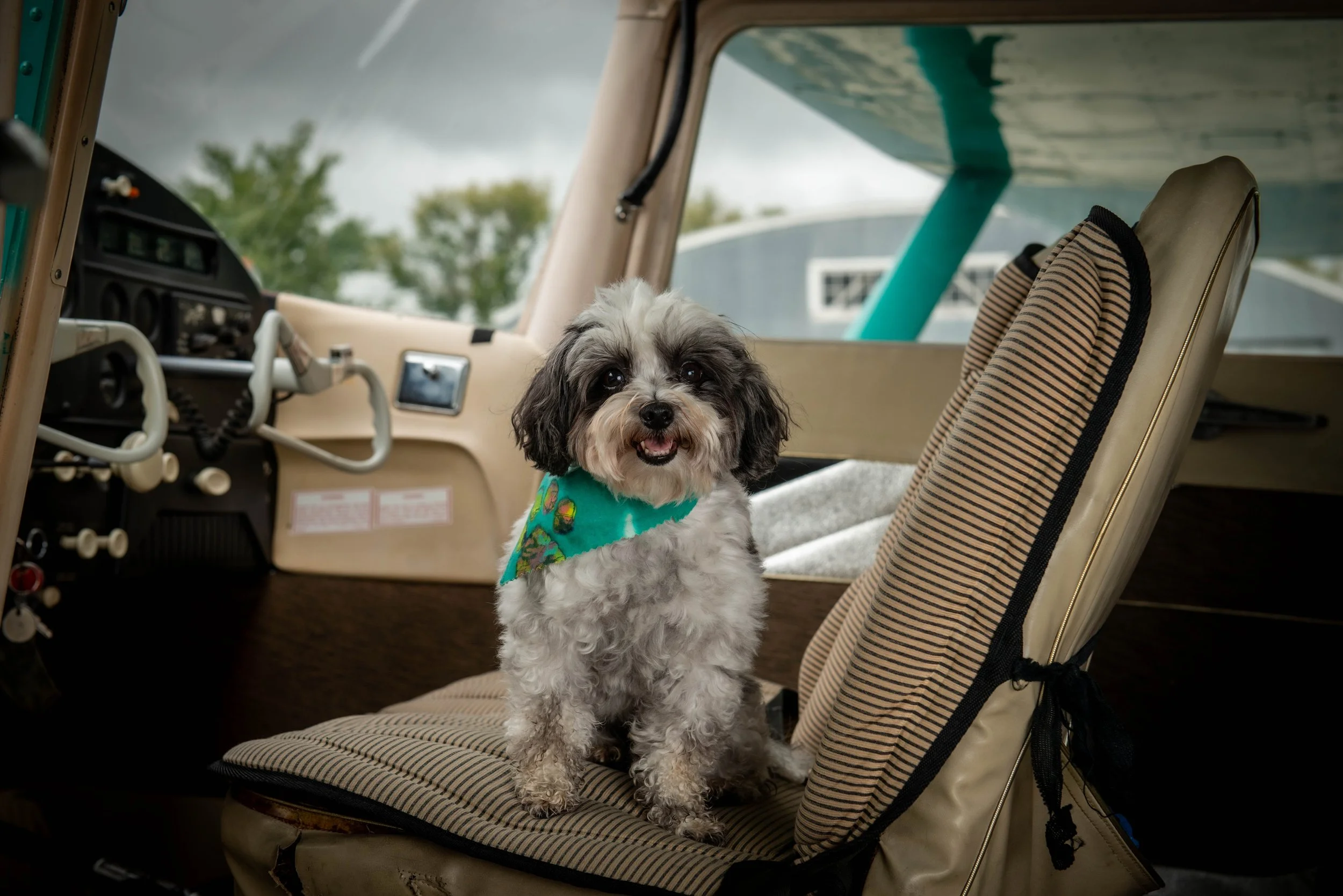 Pooches & Planes 2022 Zoey.jpg