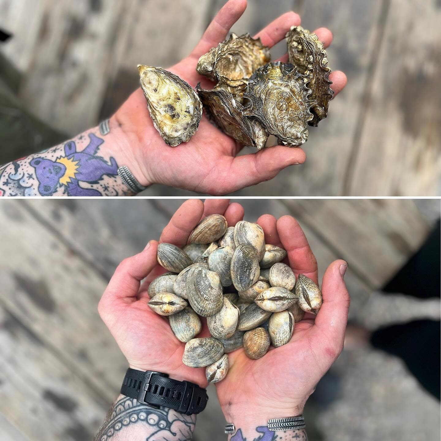 Just a moment of appreciation for @hamahamaoysters 🤍

We will be featuring their Manila Clams tonight, as well as these beautiful Pickering Passage Oysters. These babies were harvested 2 days ago, and here they are in Pagosa! 
✨🦪✨.
.
.
.
.
.
.
.
.
