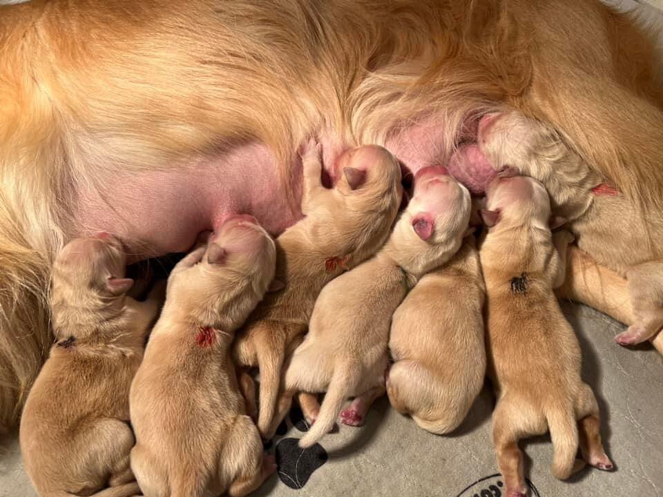 The Shaymus and Valor pups have arrived! Three girls, four boys. Everyone&rsquo;s doing great!!