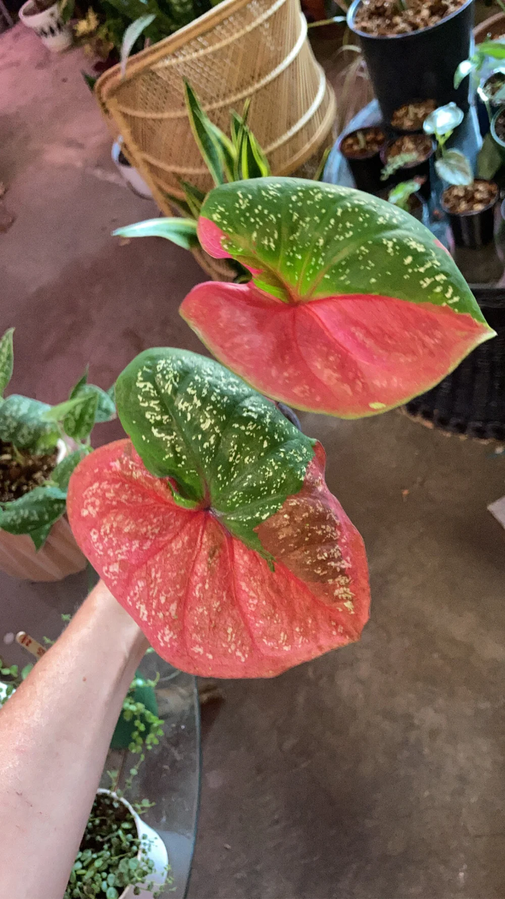 カラジウム レッド ベレット Caladium Red Beret子株