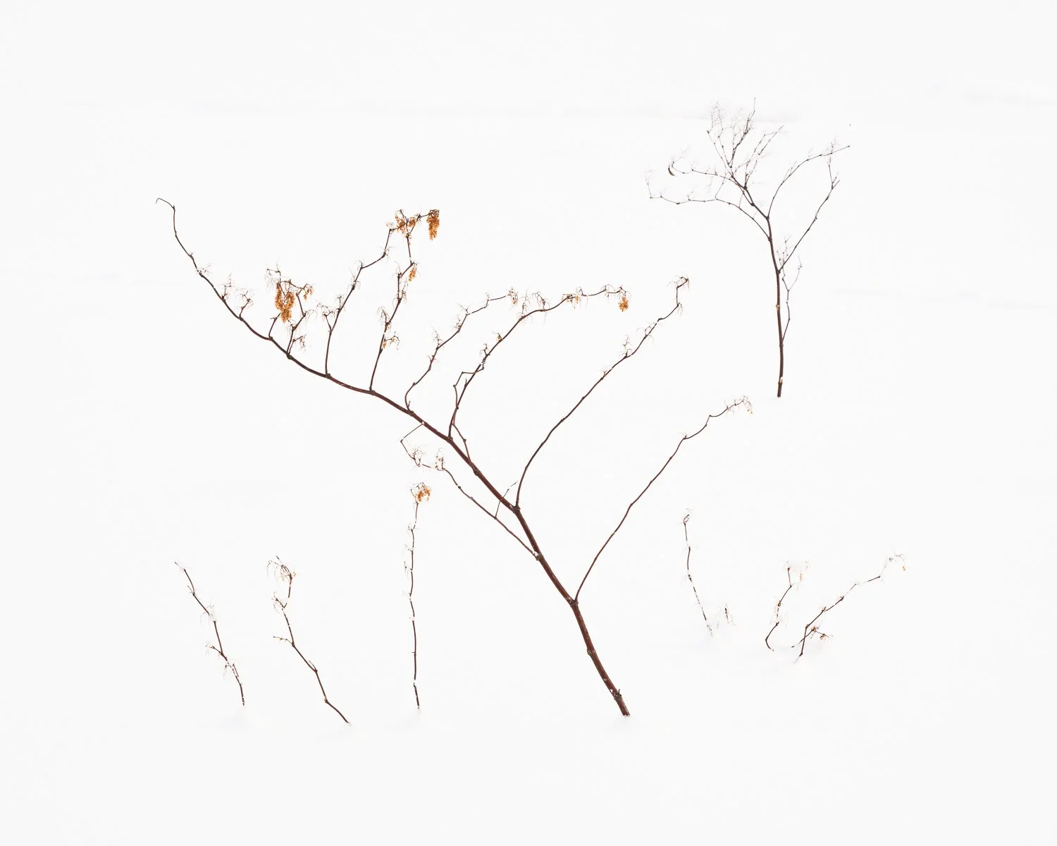 Wabi Sabi, Hokkaido, Japan, 2026